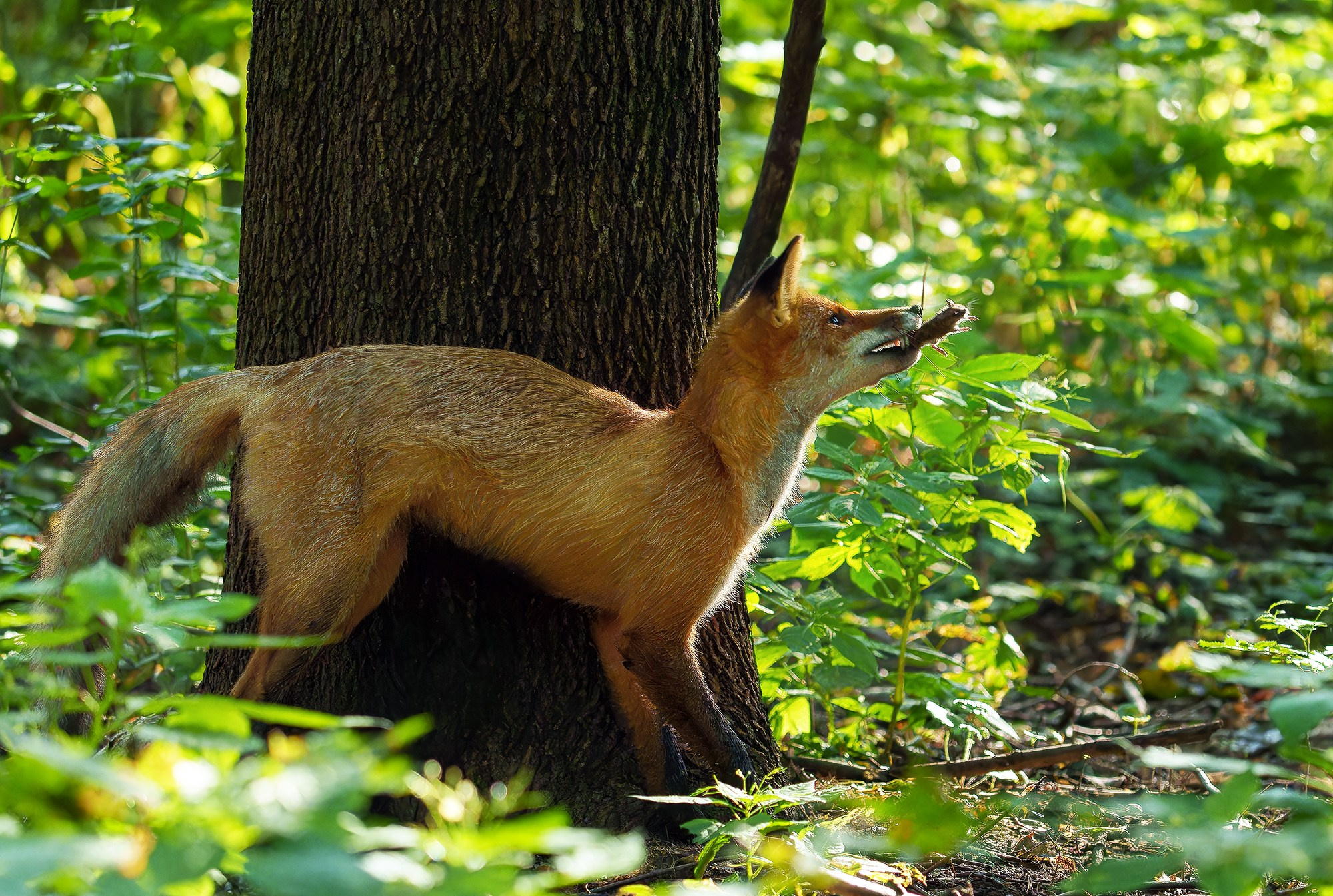 Животные. Ваш личный фотограф Марина Волкова