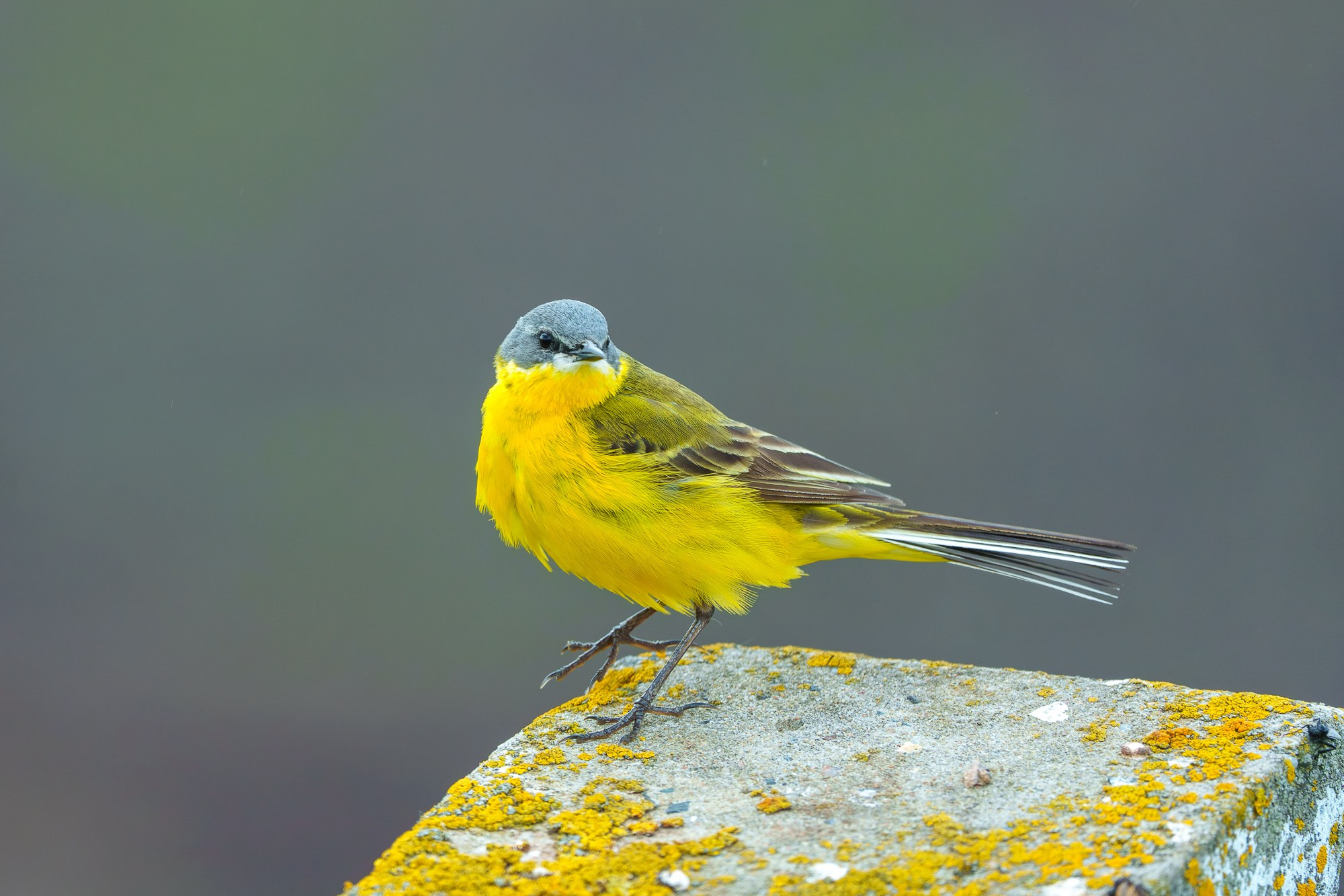 Удивительные мир птиц. Вокруг нас столько прекрасного — присмотритесь!. Ваш личный фотограф Марина Волкова