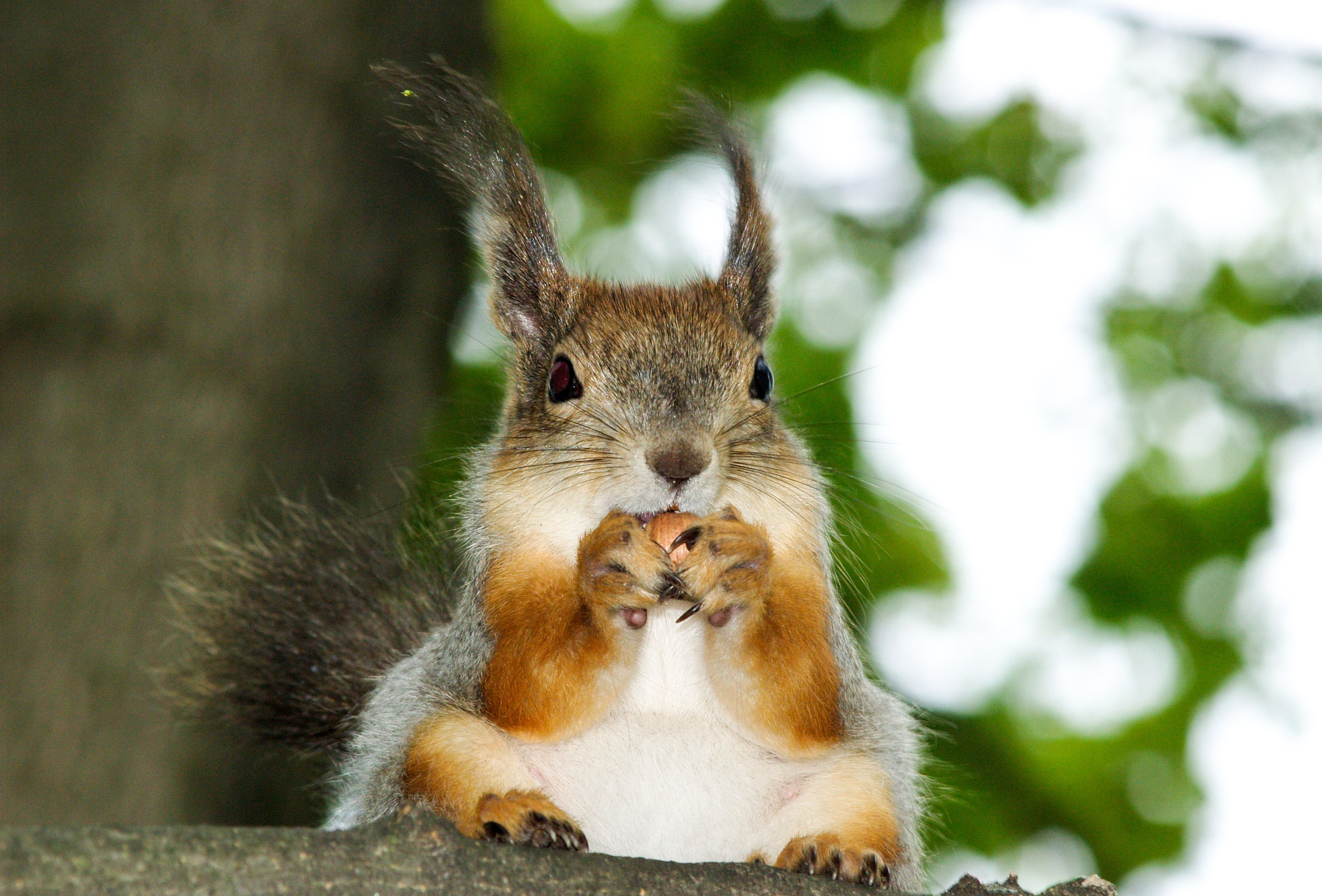 Животные. Фотограф Владимир Охрименко