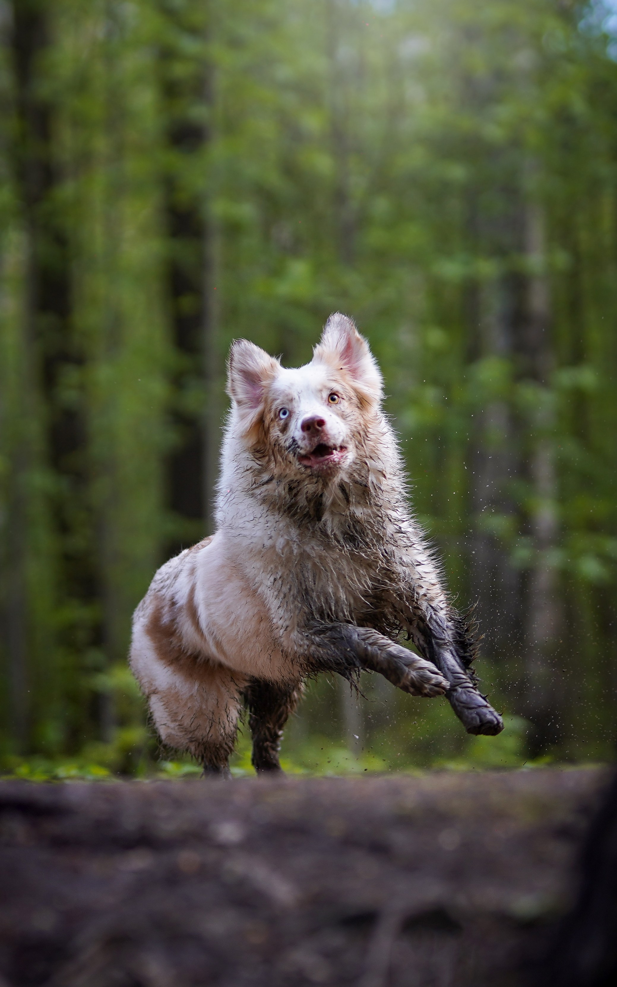 Рокки и Гермиона. Фотограф-анималист в Санкт-Петербурге Яна Мартынова