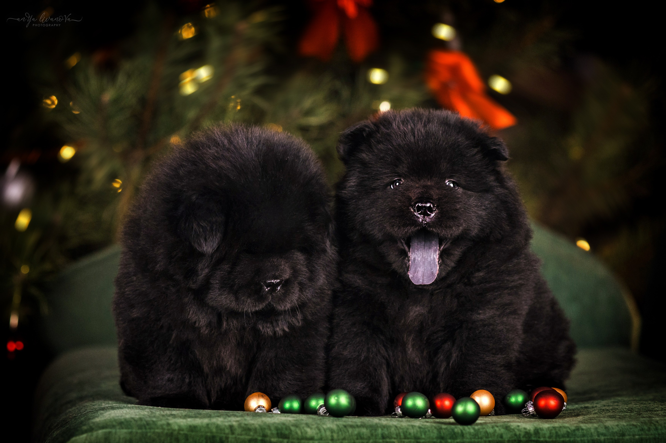 Новогодняя атмосфера в «Simply the Best». Фотограф анималист Аня Ливанова | Рыбинск