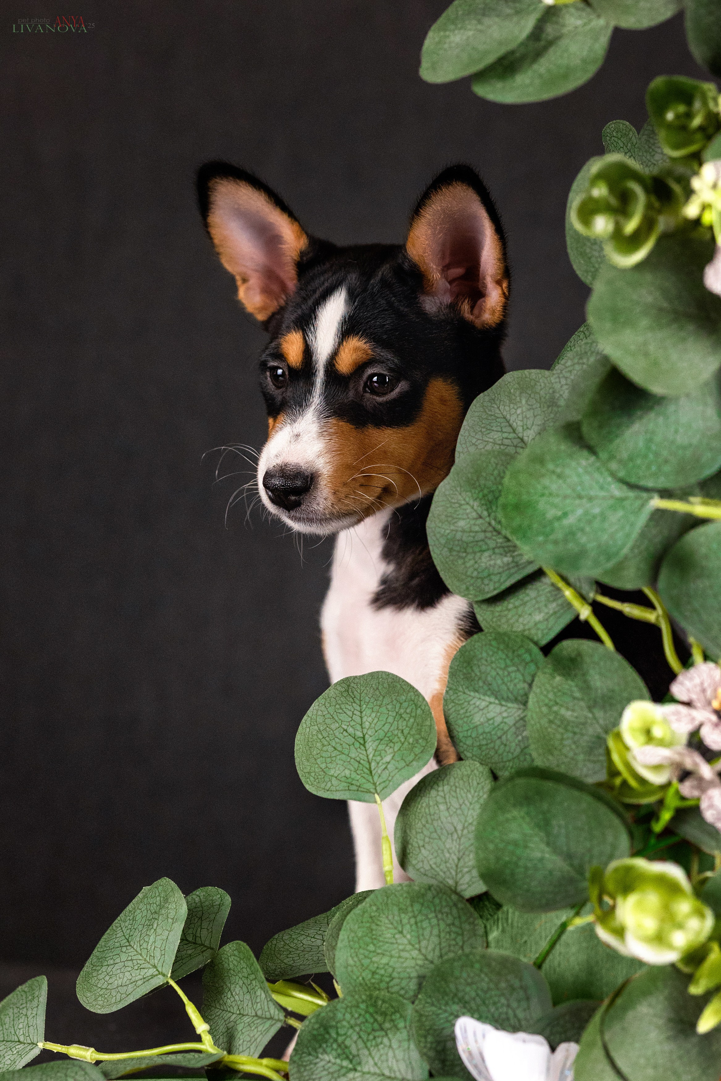 Басенджи. Фотограф анималист Аня Ливанова | Рыбинск
