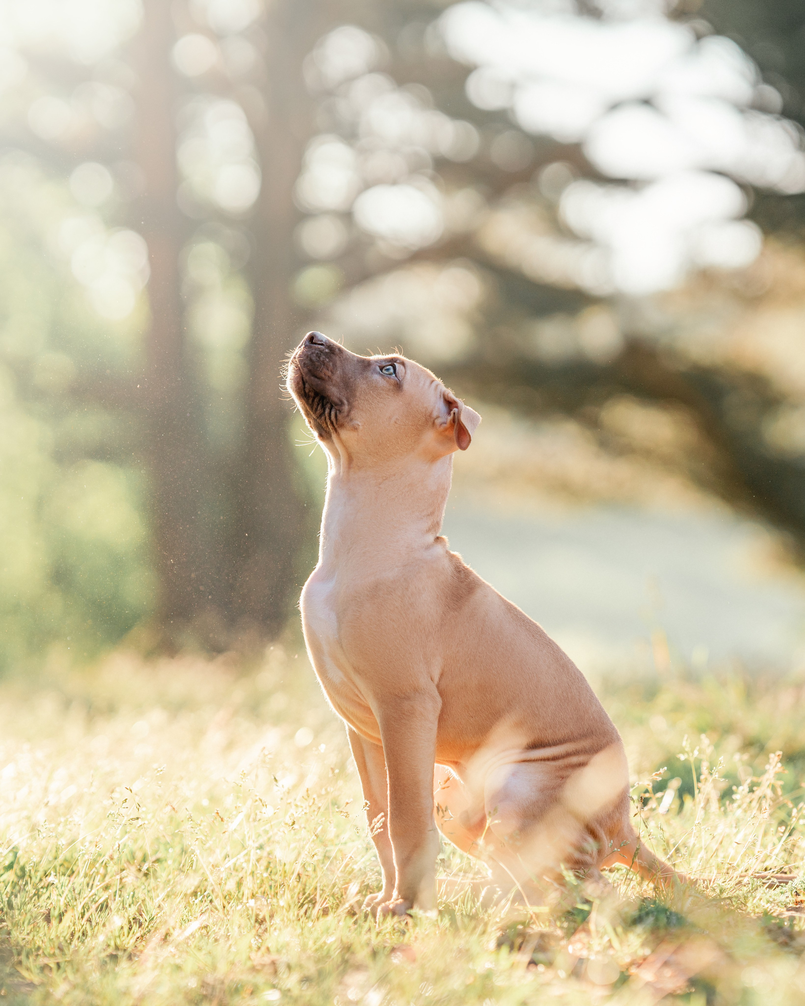 АПБТ. Фотограф анималист Осипчикова Мария