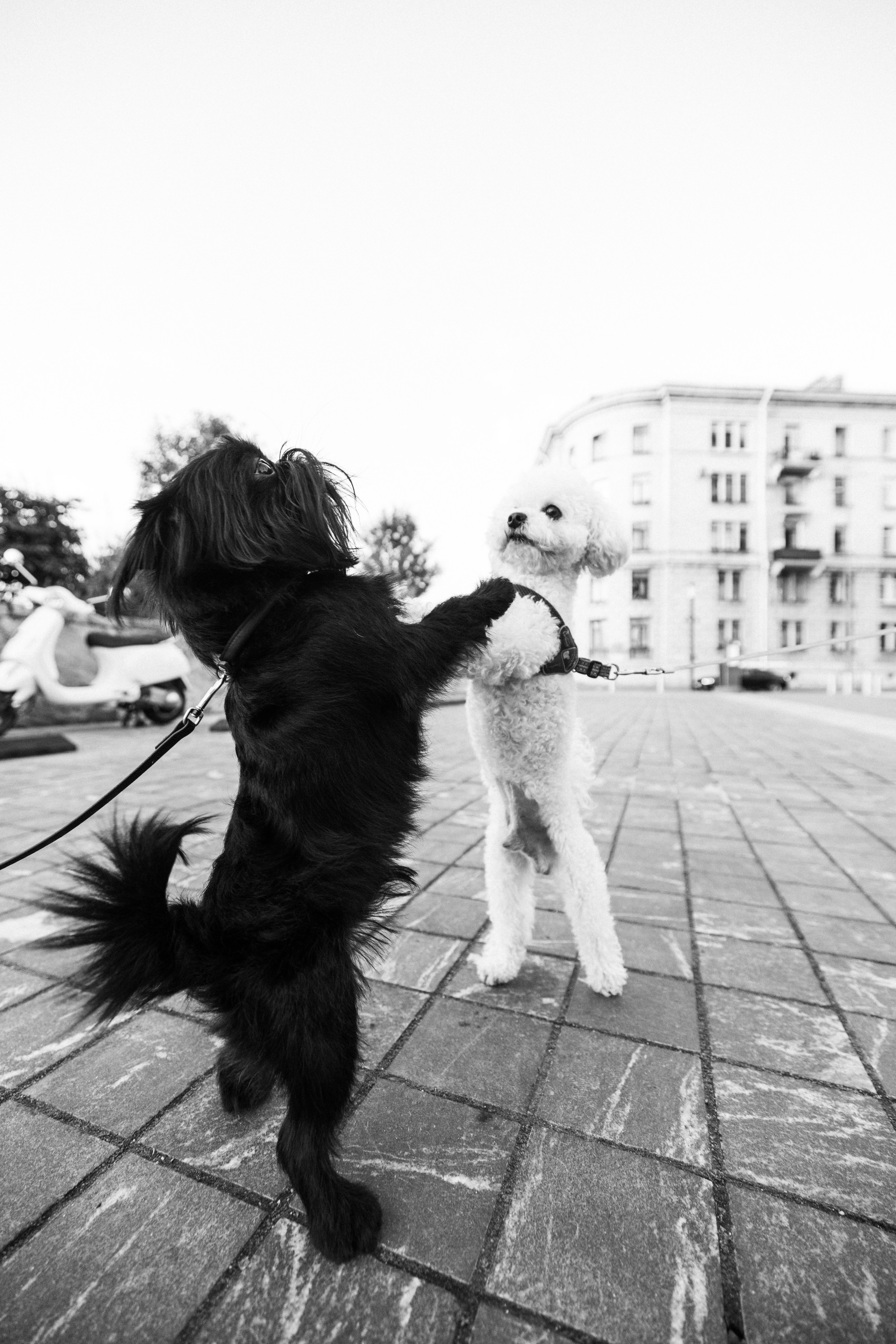 Ася и Кузя. Фотограф анималист Осипчикова Мария