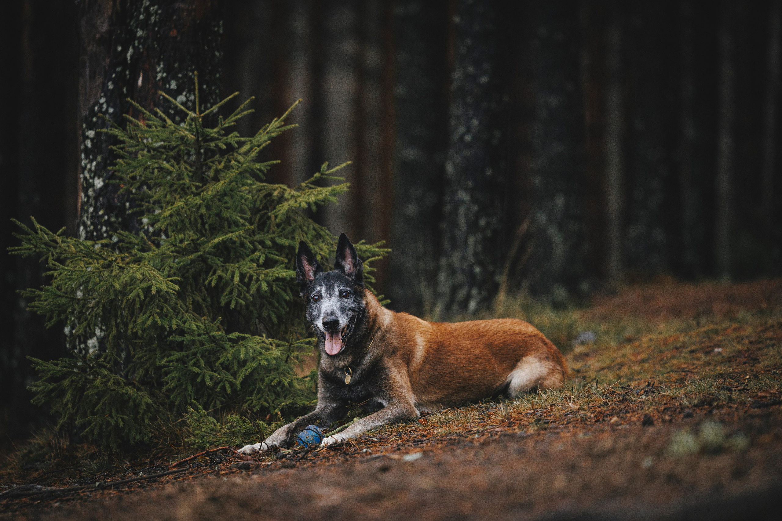 Омен, Айс и Рицу. Фотограф-анималист Анна Маринич