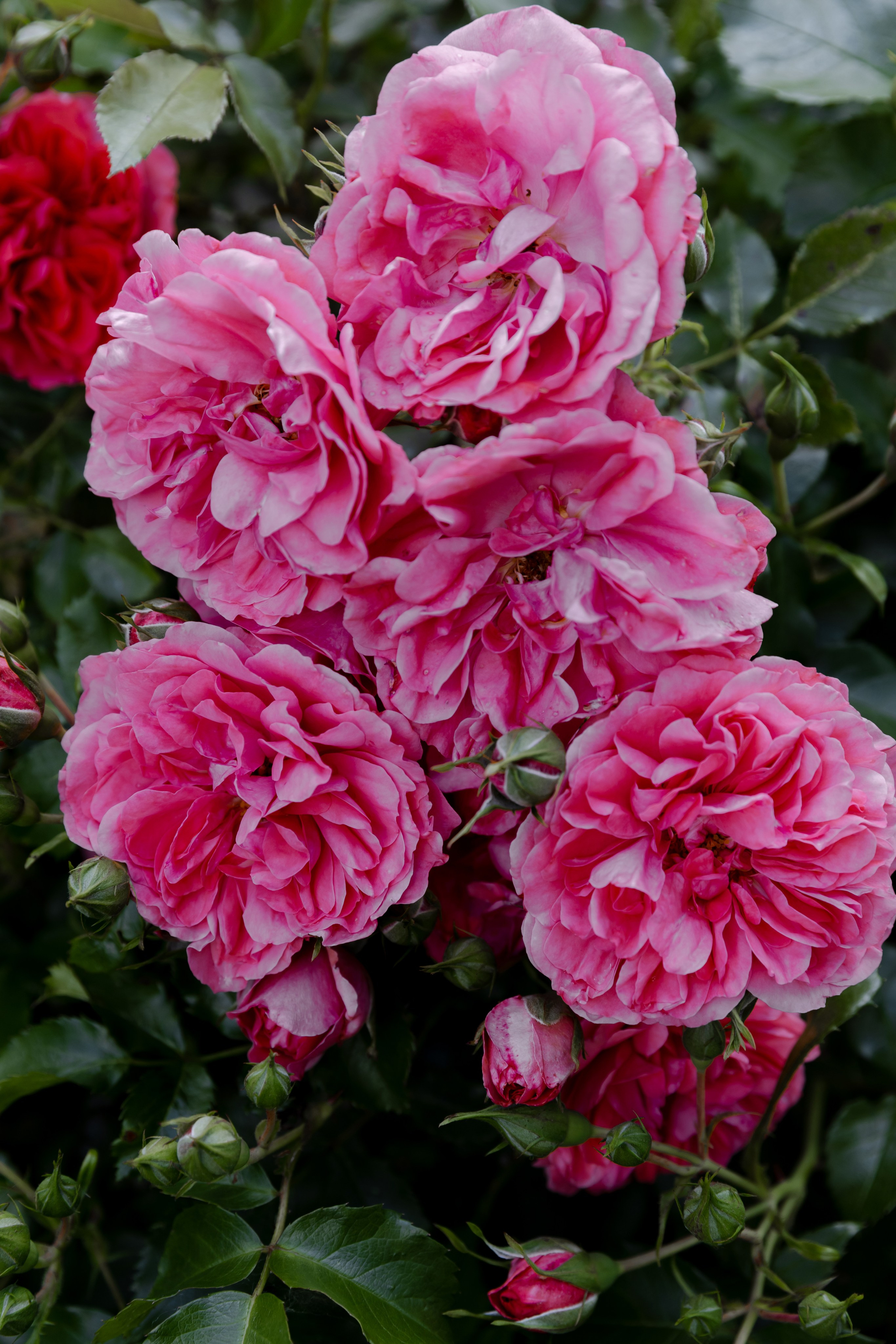 Свадебный день Паши и Насти. Свадебный фотограф Анна Бабахина