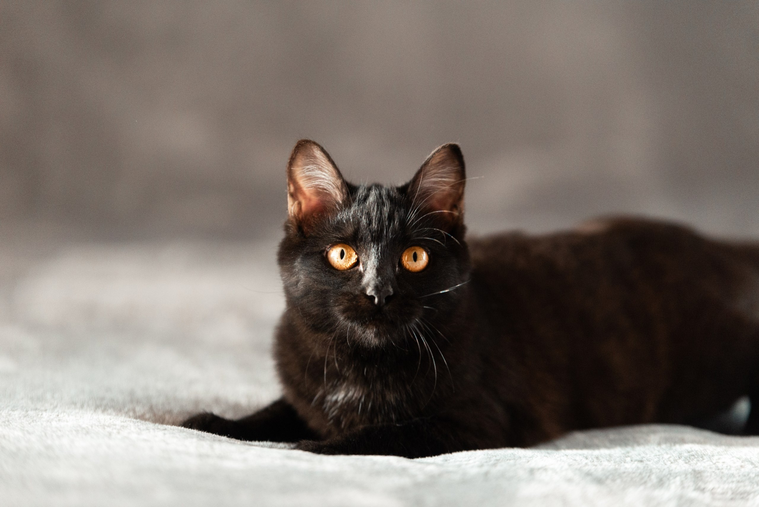 Питомец в кадре. Фотограф-анималист Анастасия Парфенова|Екатеринбург