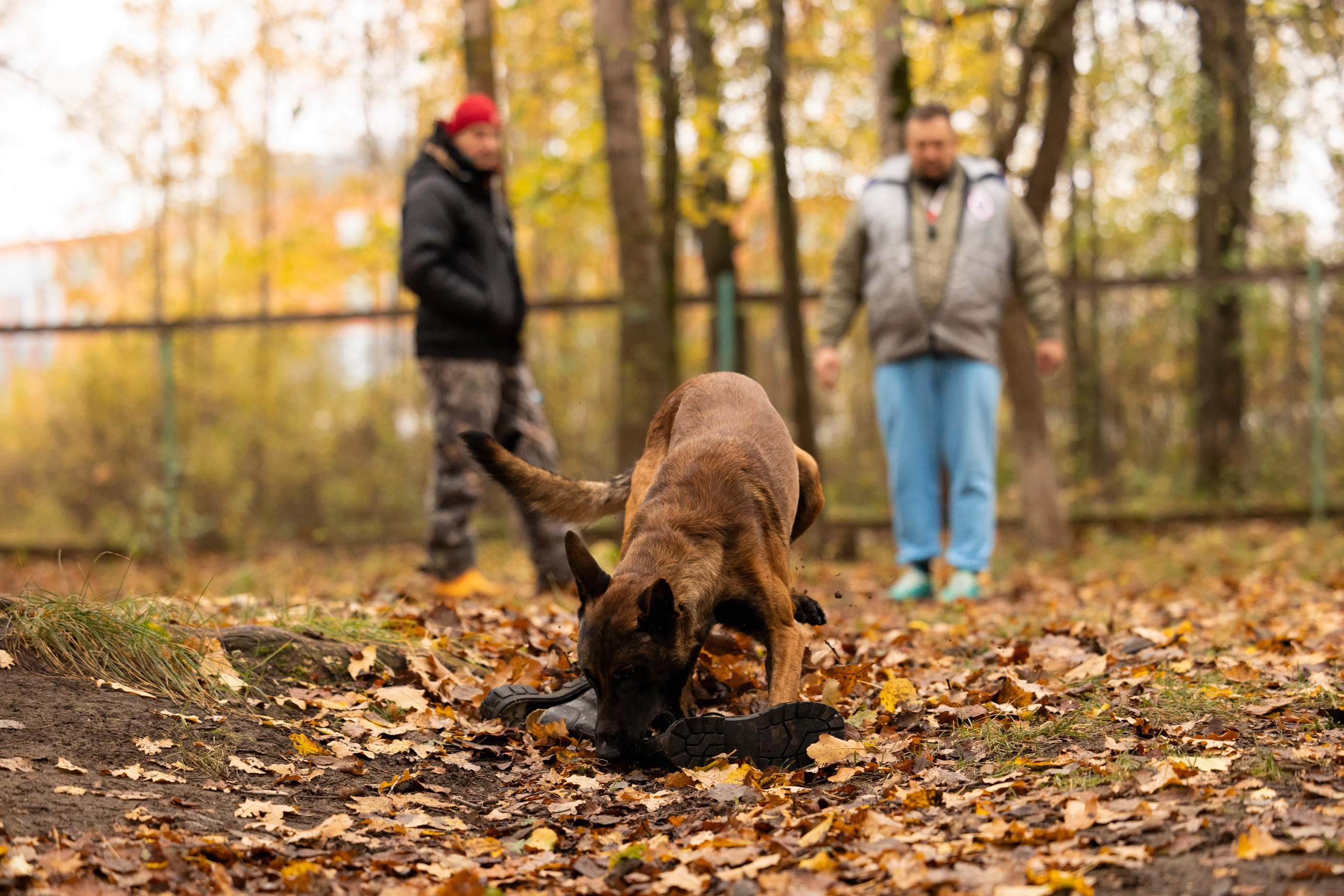 Соревнования по Мондьорингу г. Вологда. Фотограф-анималист Анна Маринич