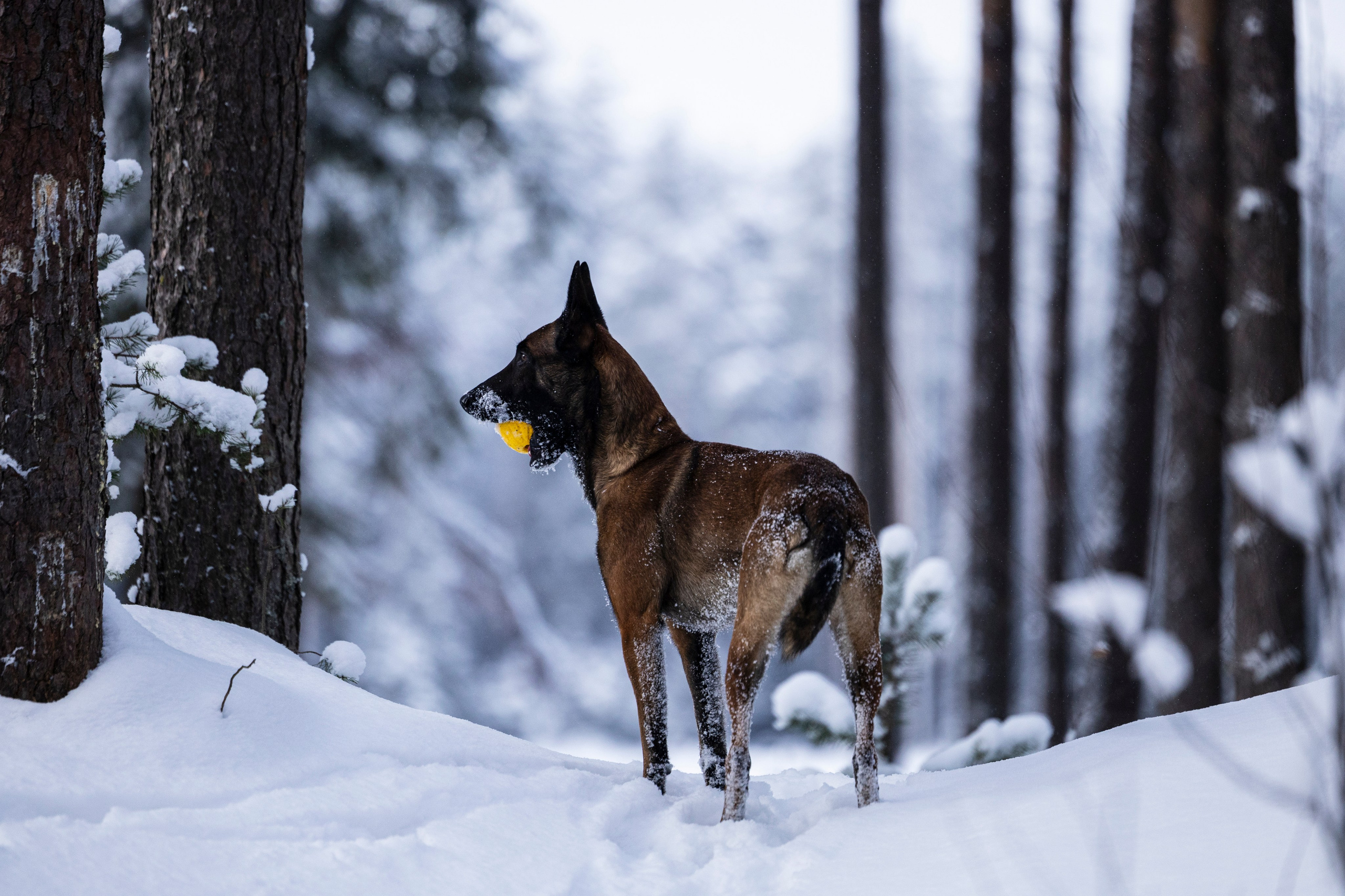 Раш. Фотограф-анималист Анна Маринич