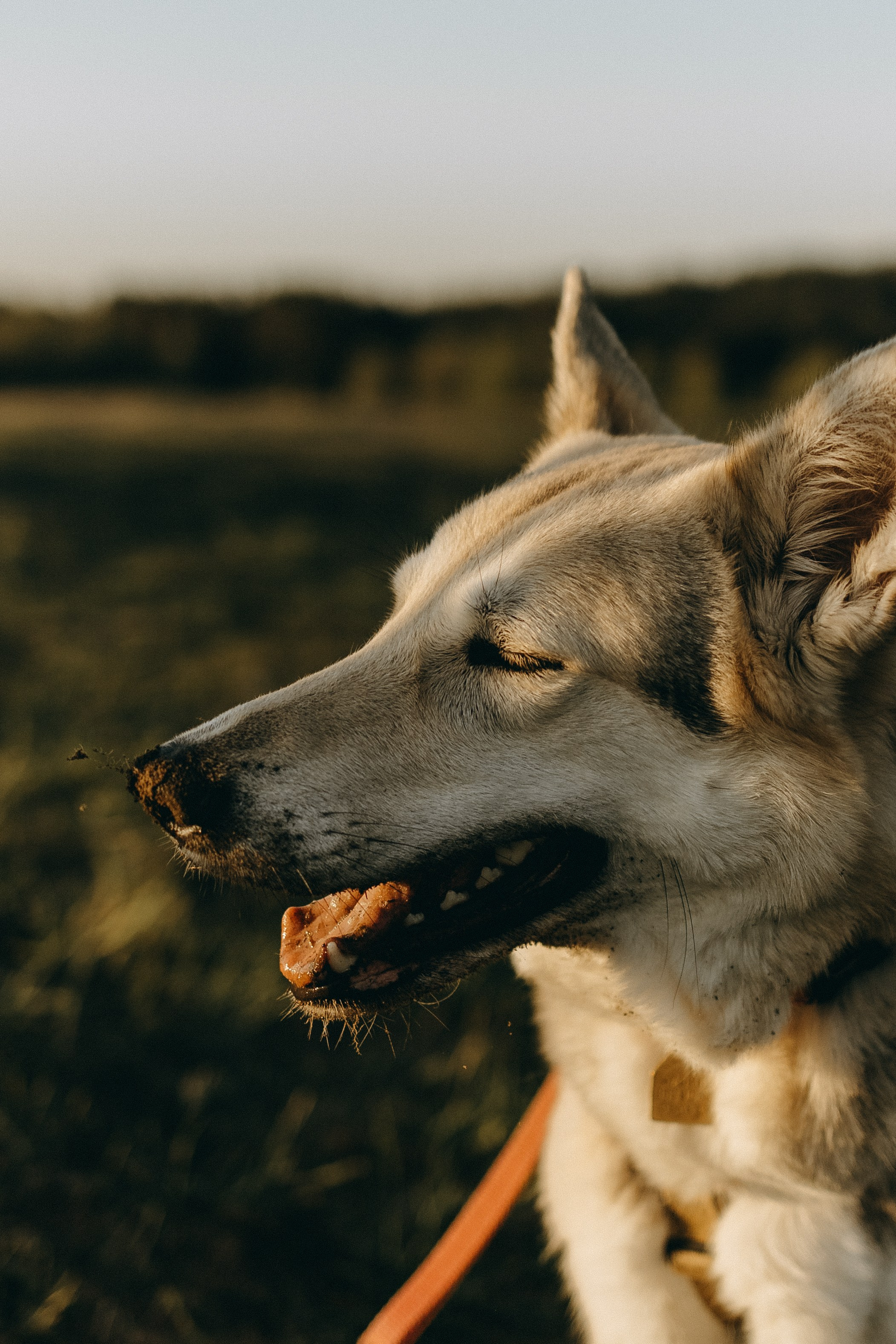 Саша и Зельда. Фотограф — Анималист | Санкт-Петербург