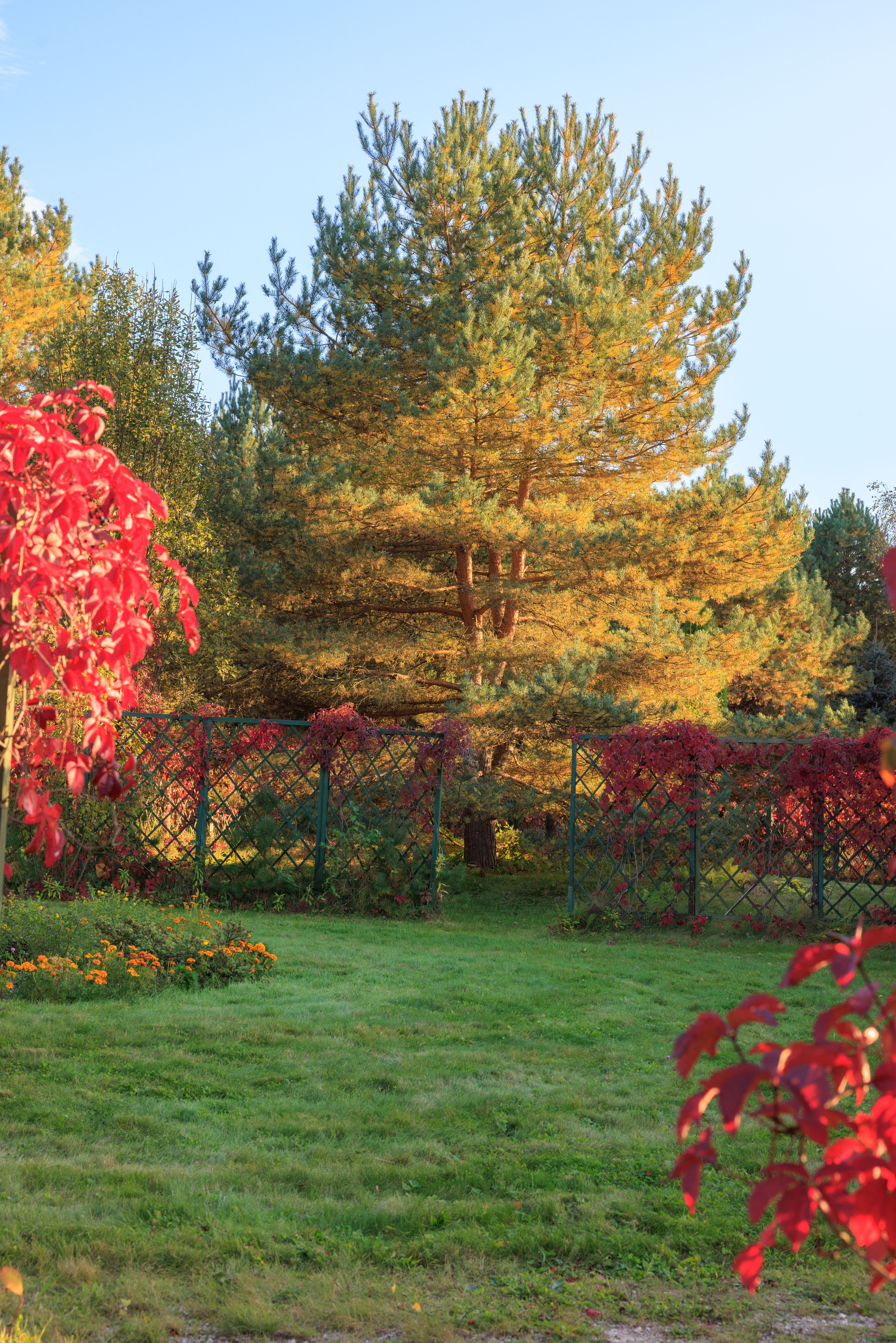 Осенние деревья в усадьбе Поленова