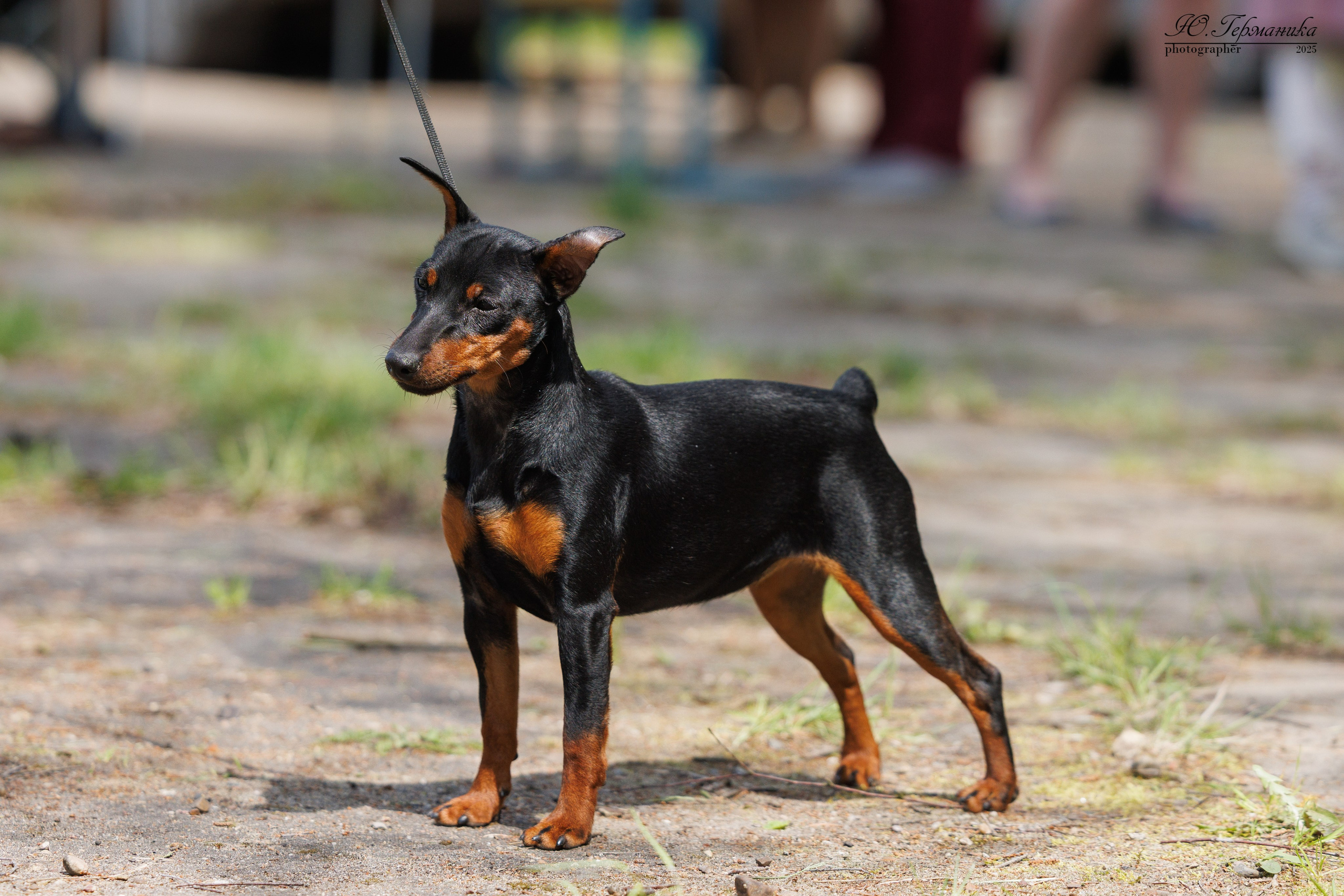 Тверь 24.05.2025. Фотограф-анималист Юлия Германика