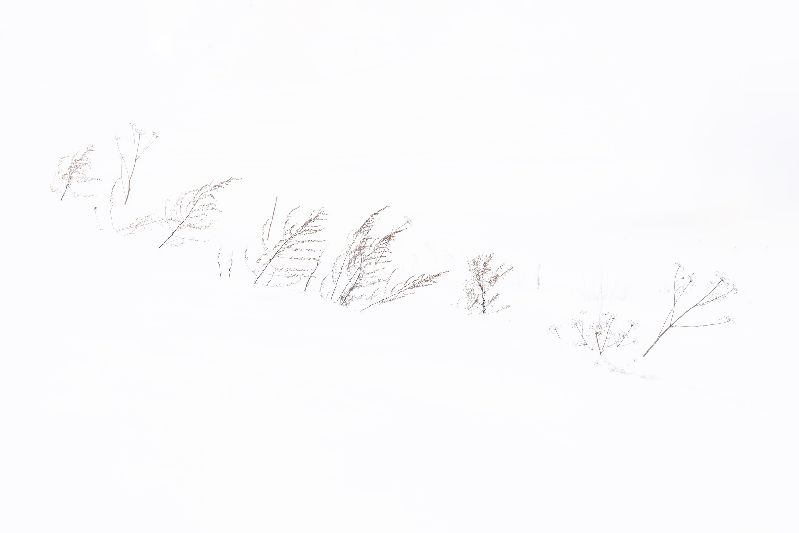 Хрупкость бытия. Фотограф Ольга Дунаева