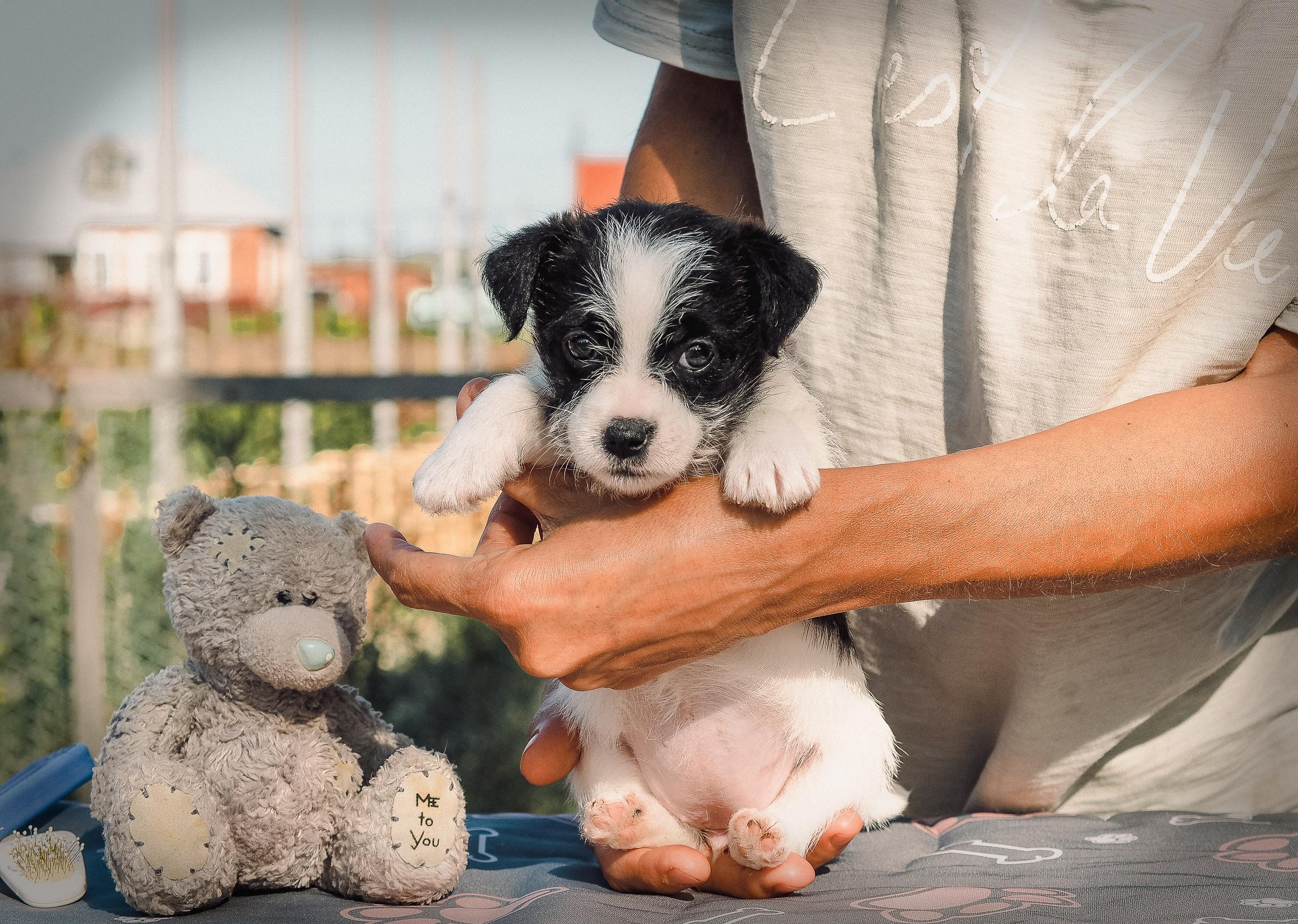 Бело-черная красавица джек-рассел-терьер. КАНЕ МАЭСТРО — питомник Джек рассел терьеров