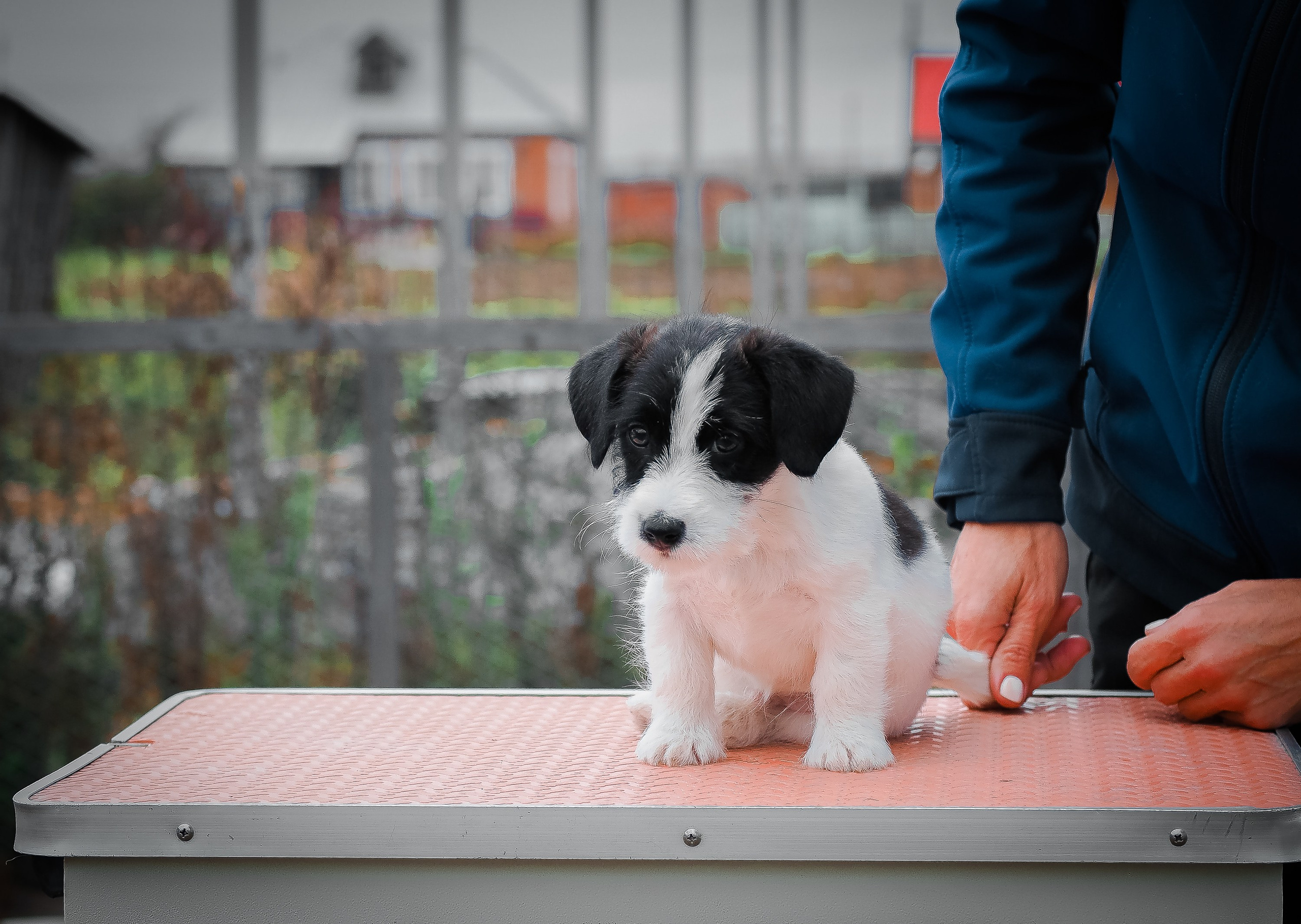 X_КОБЛ_4_БЕЛ_ЧЕРН. CANE MAESTRO — kennel Jack Russell Terrier