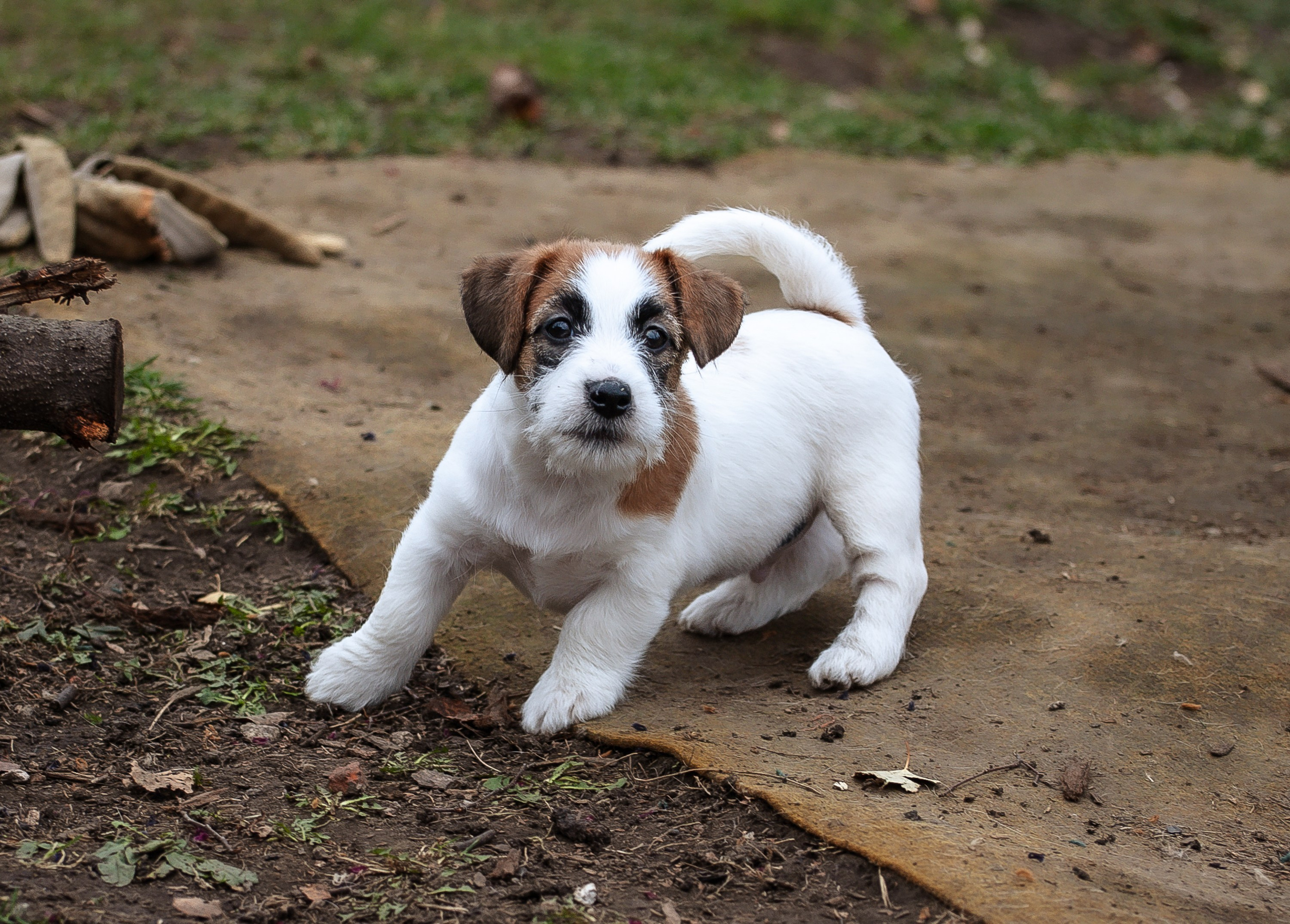 X_MAL_3_БРЫЖ. CANE MAESTRO — kennel Jack Russell Terrier