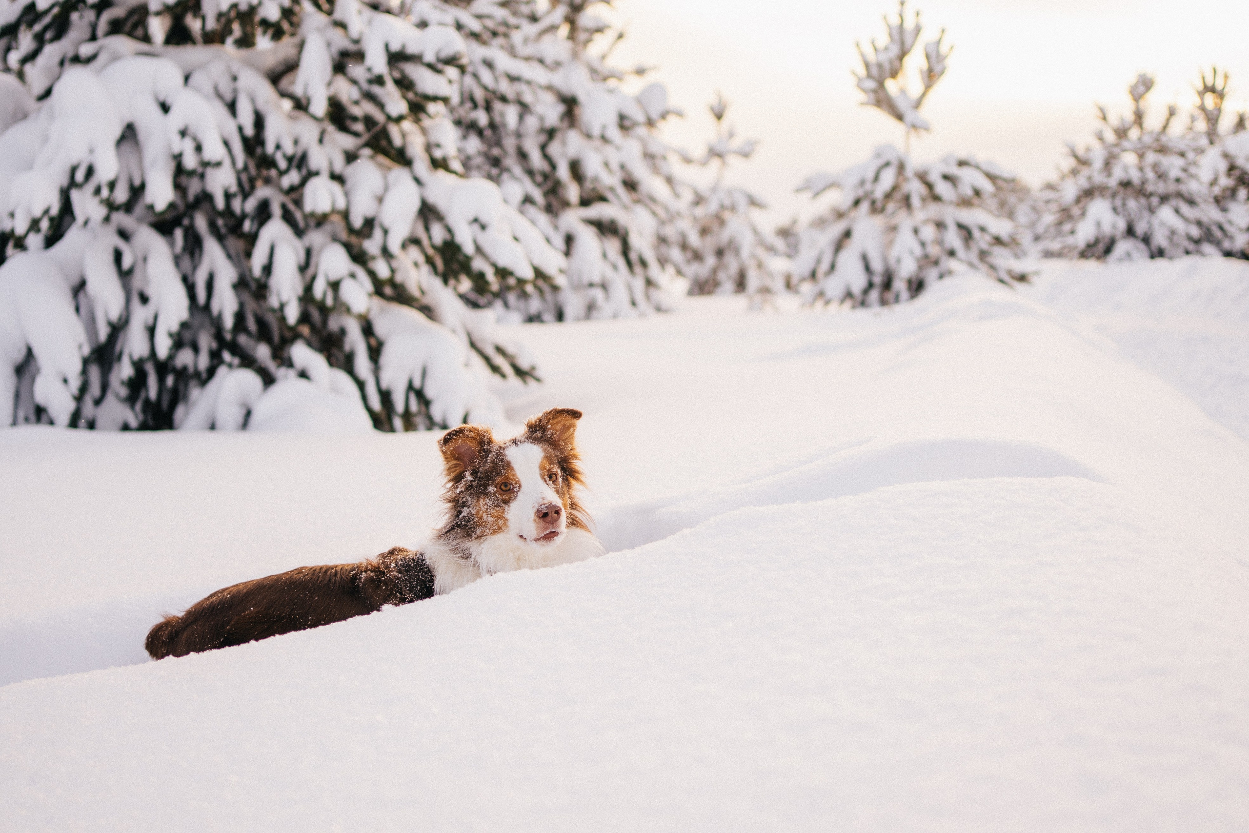 Айла и Харли. Фотограф-анималист Анастасия Большакова