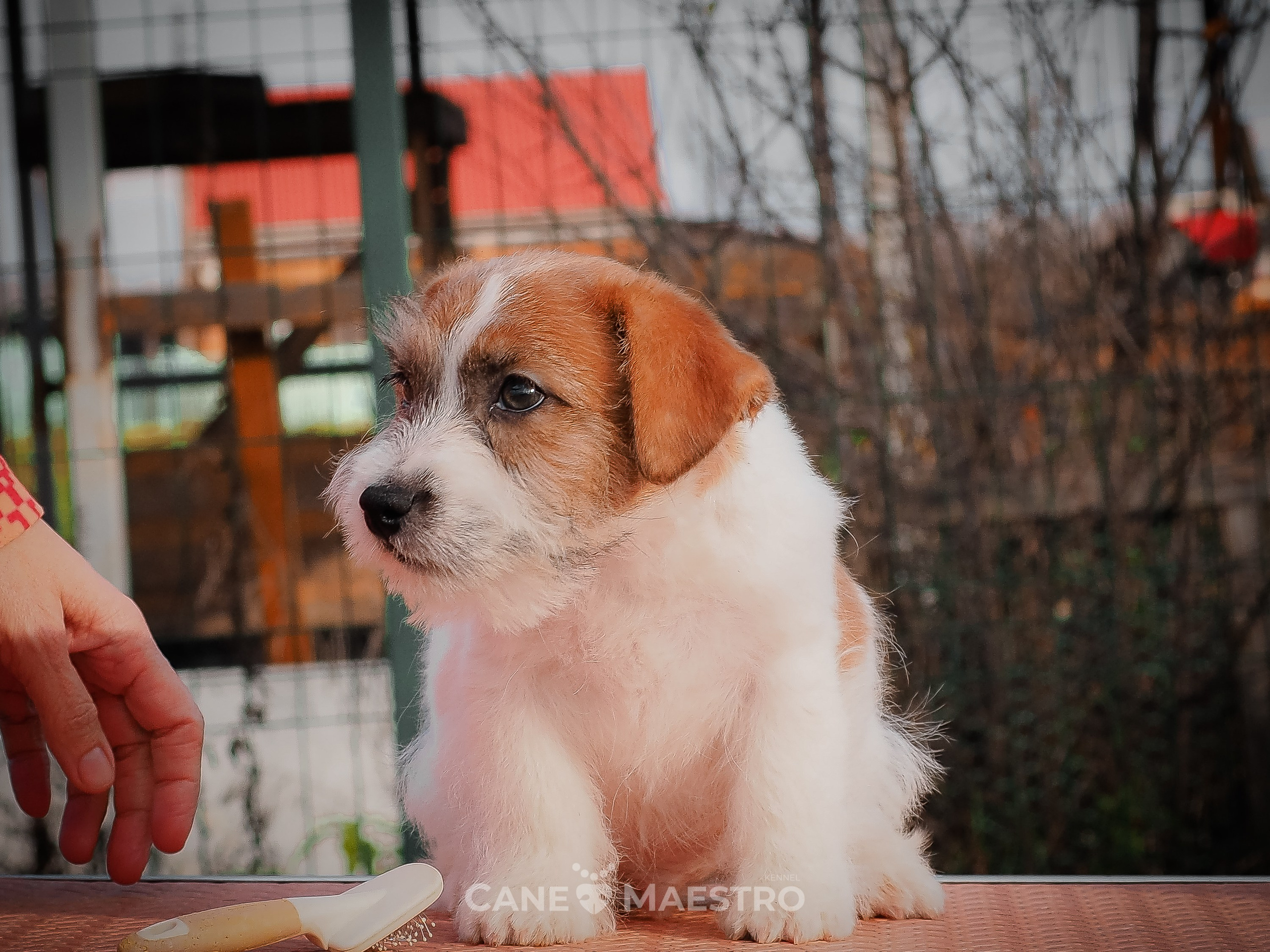 КобельZ1_ДРТ_брыж_27_08_25. КАНЕ МАЭСТРО — питомник Джек рассел терьеров