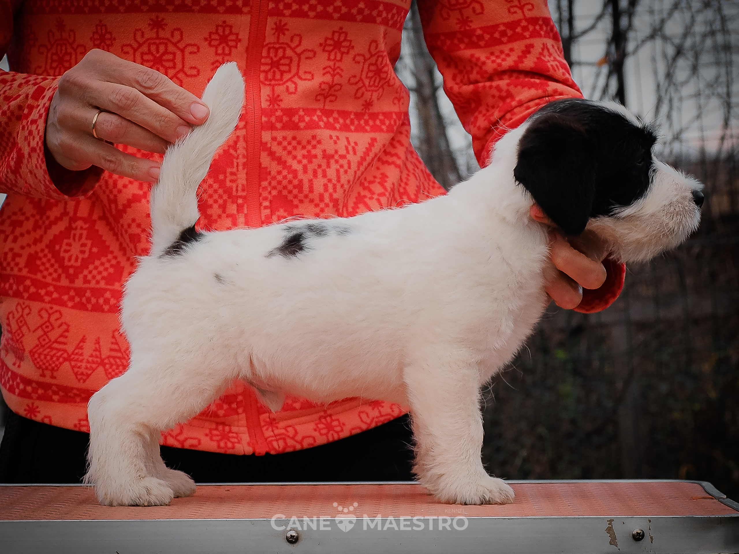 КОБZ_4_ЧБ_27_08_25. КАНЕ МАЭСТРО — питомник Джек рассел терьеров