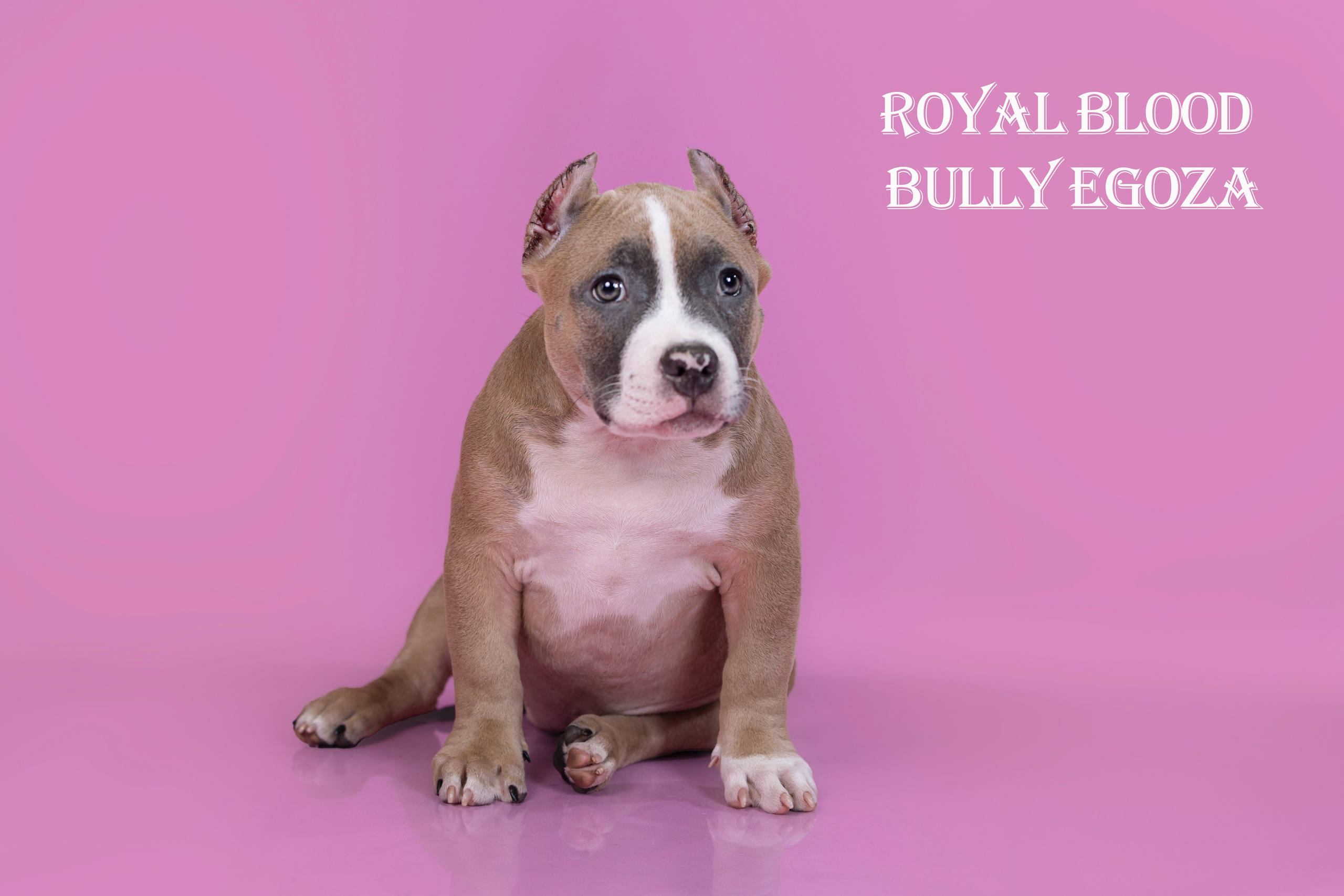 Американский булли!. Фотограф 📸 семейный, предметный, репортажный