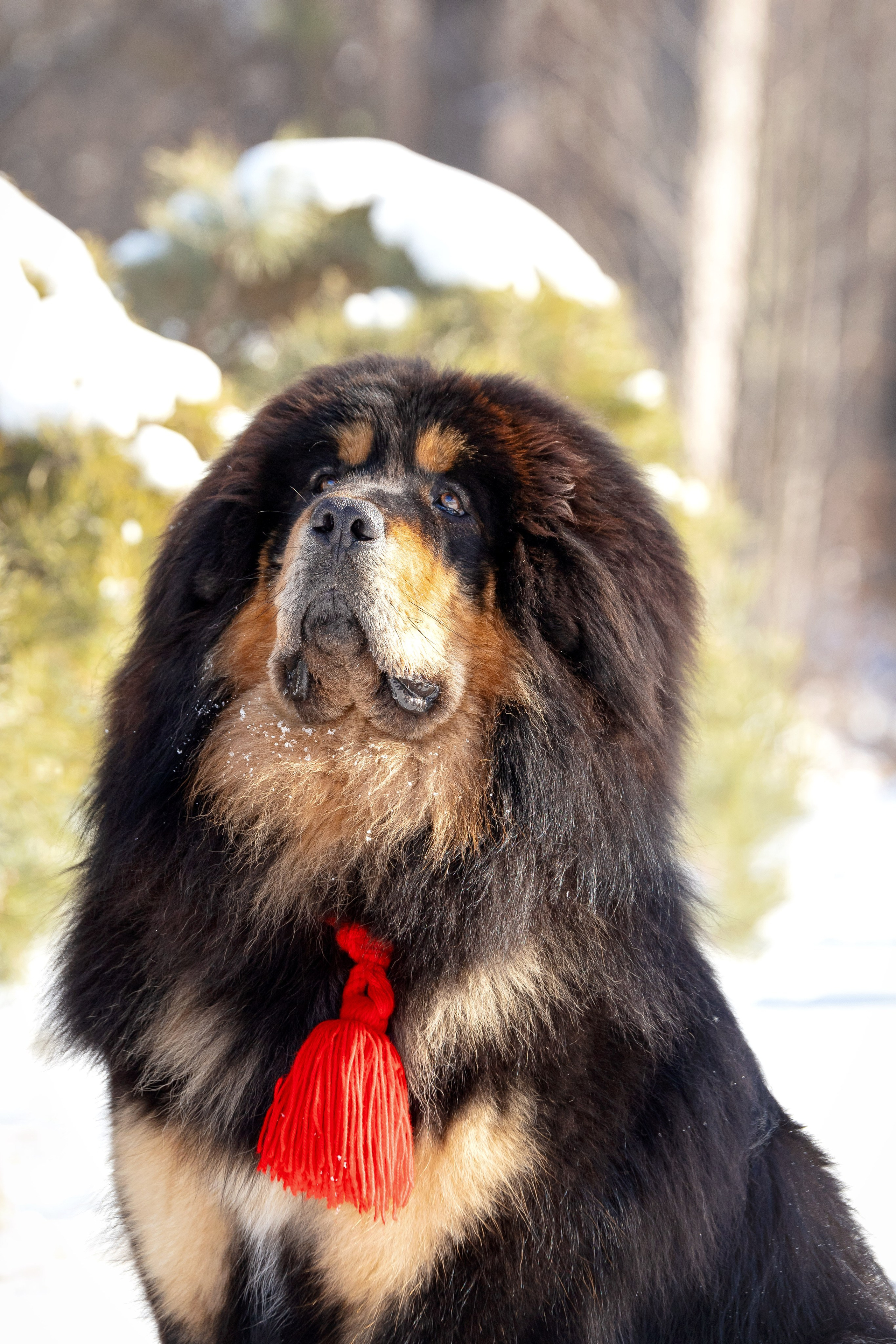 Самбу. Юлия Микульская. Рыбинск