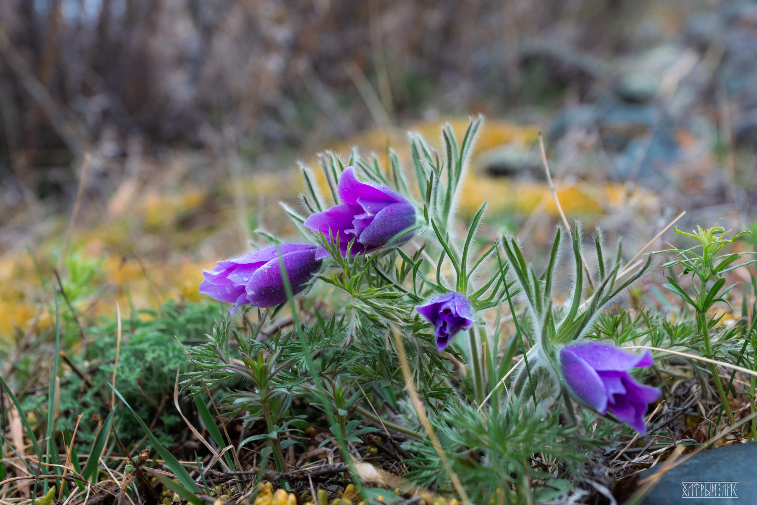 Алтай. Фотограф-путешественник Самойлов Максим «Sly Fox»