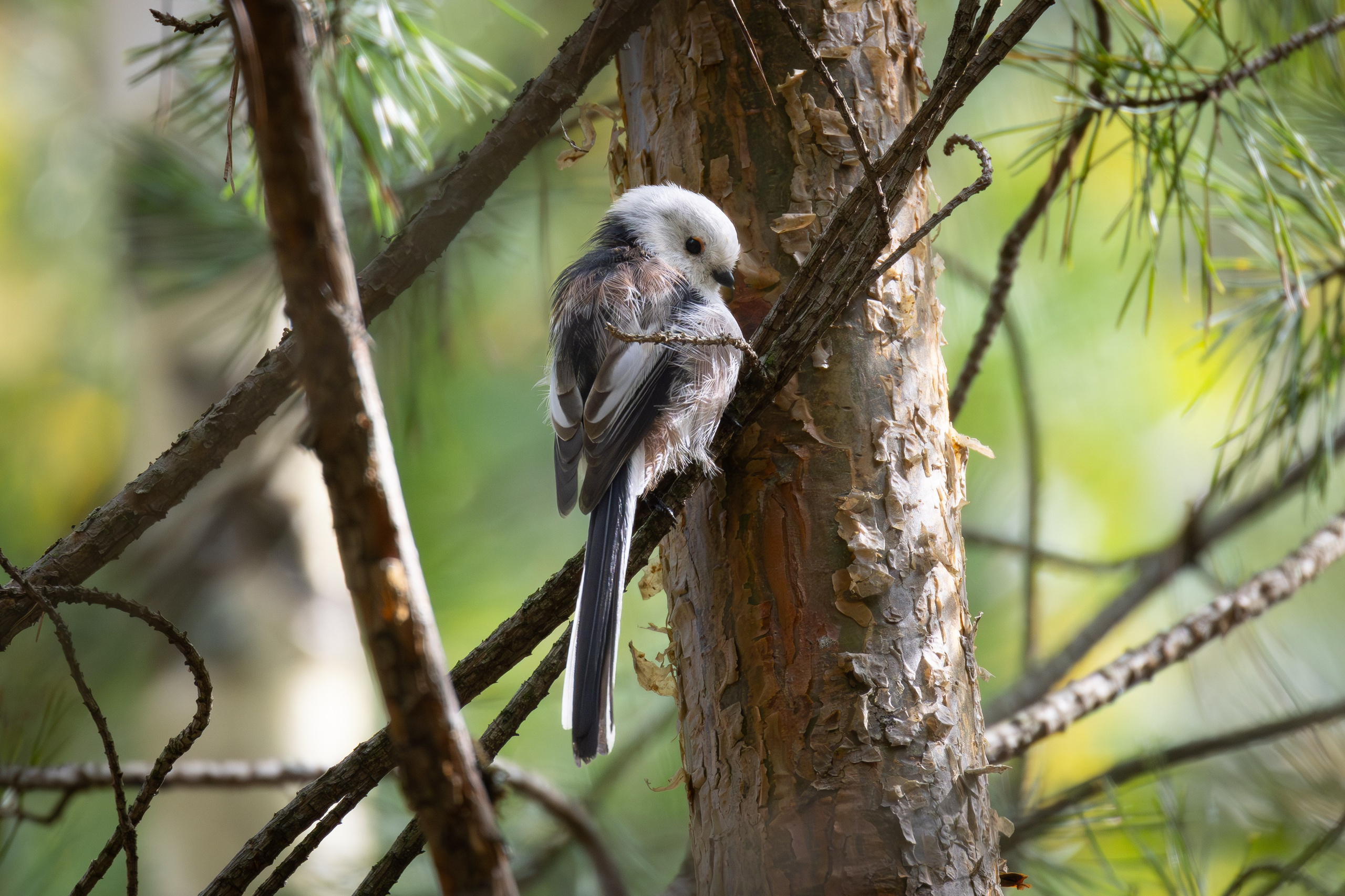 Птицы СНТ «Подлесье». Птицы парков г. Люберцы