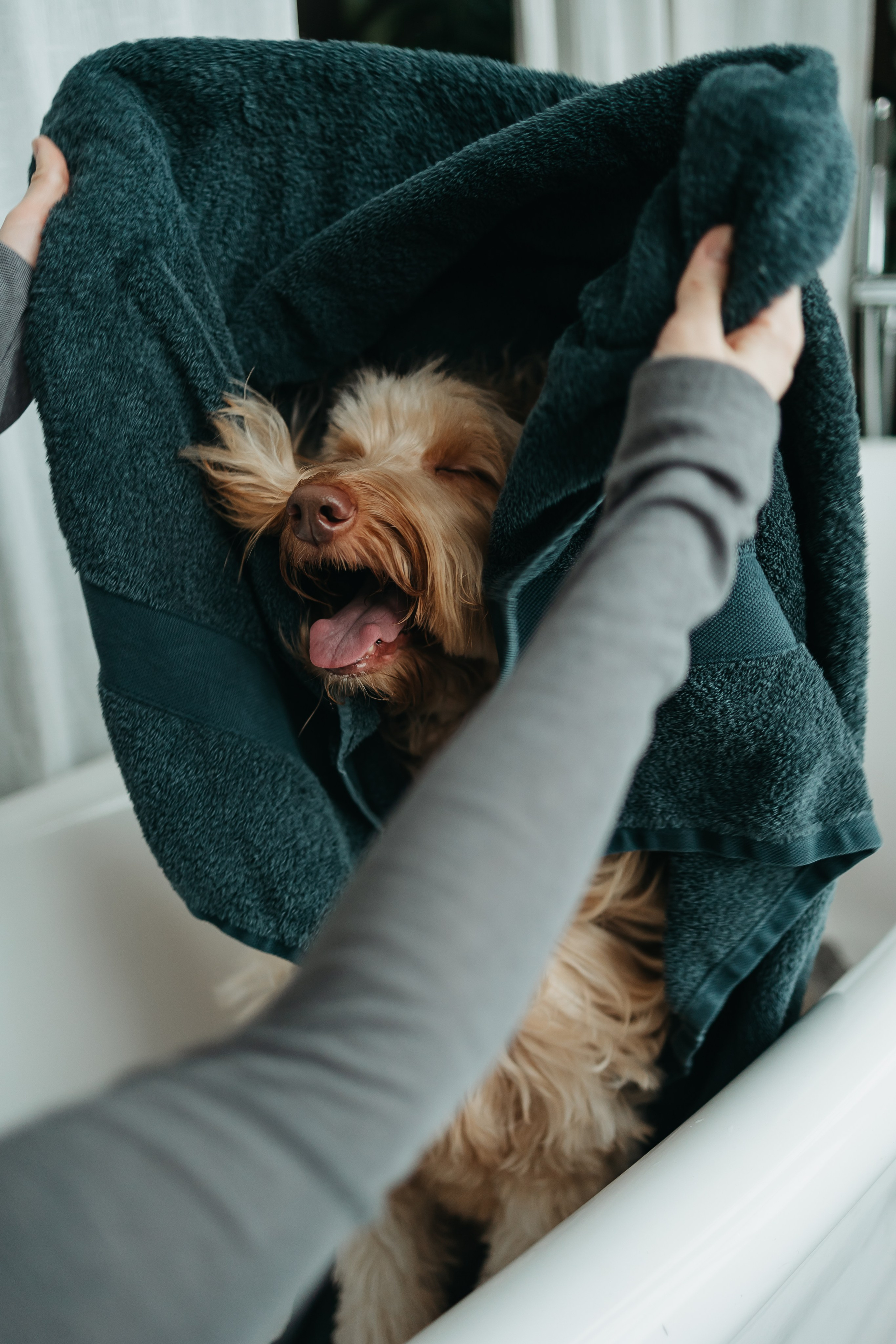 Алина и Фиби. Фотограф-анималист в Санкт-Петербурге Алина Яхонт