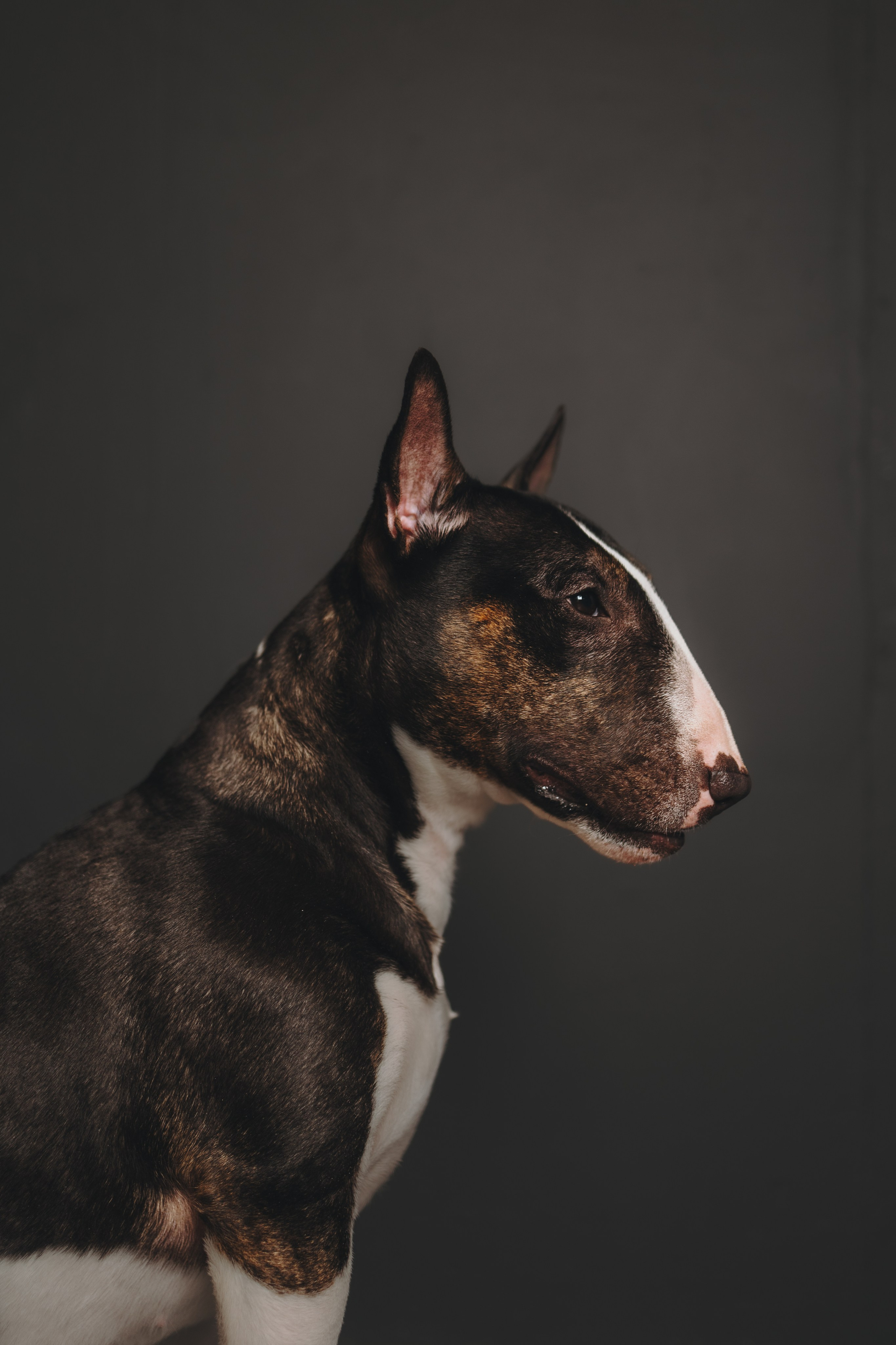 Груминг. Фотограф-анималист в Санкт-Петербурге Алина Яхонт