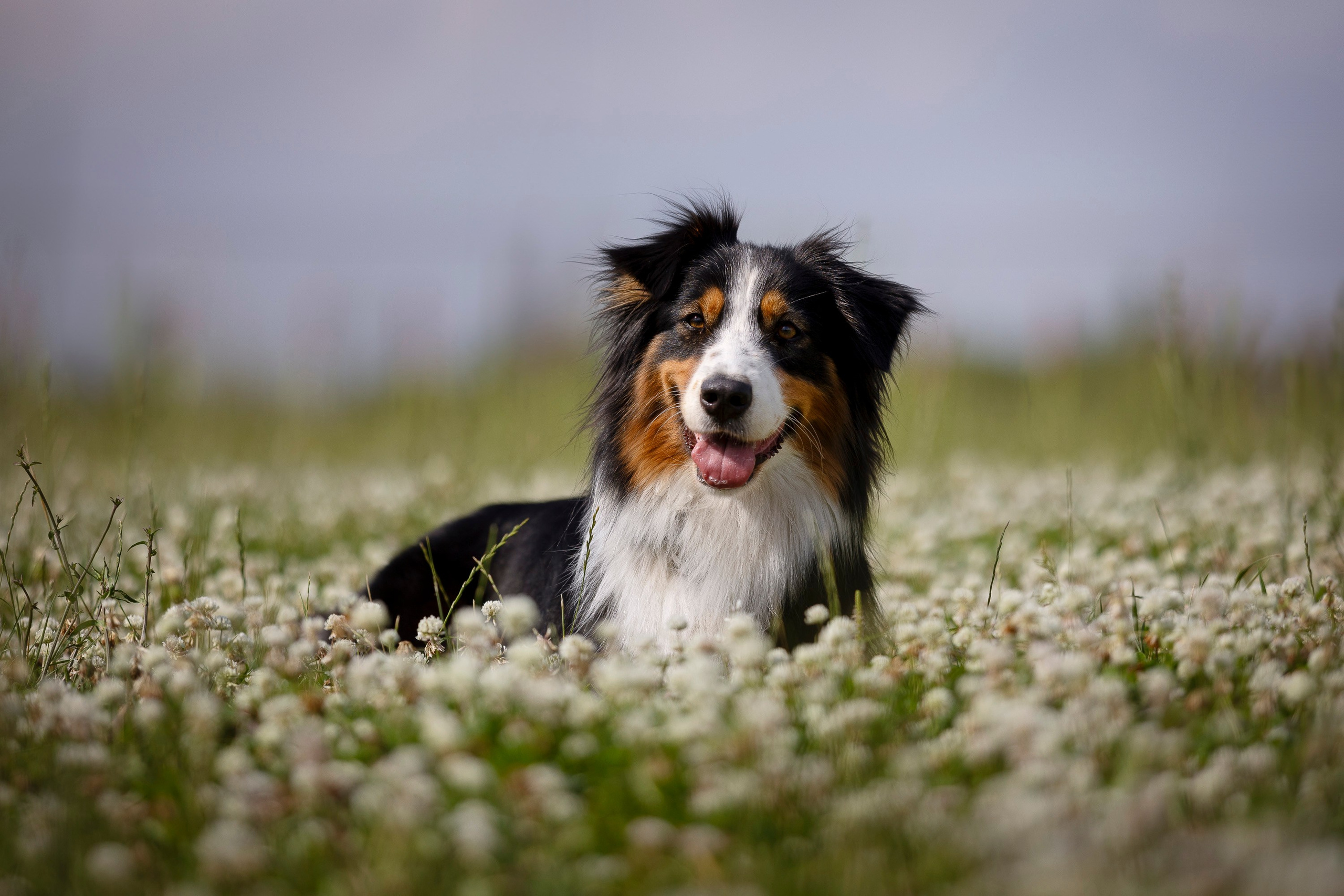 Семинар по поиску ВВ. Фотограф анималист, семейный фотограф, фотограф собак Комратова Мария. г. Москва