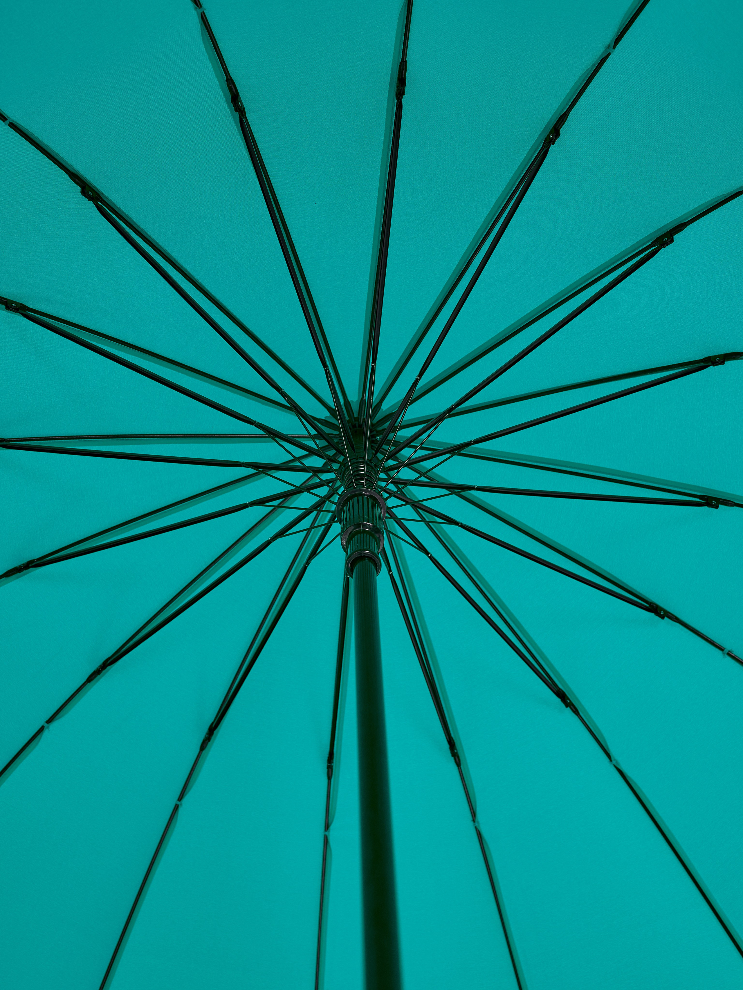 Dolphin. Zubkov Jan Hochzeitsfotograf Deutschland