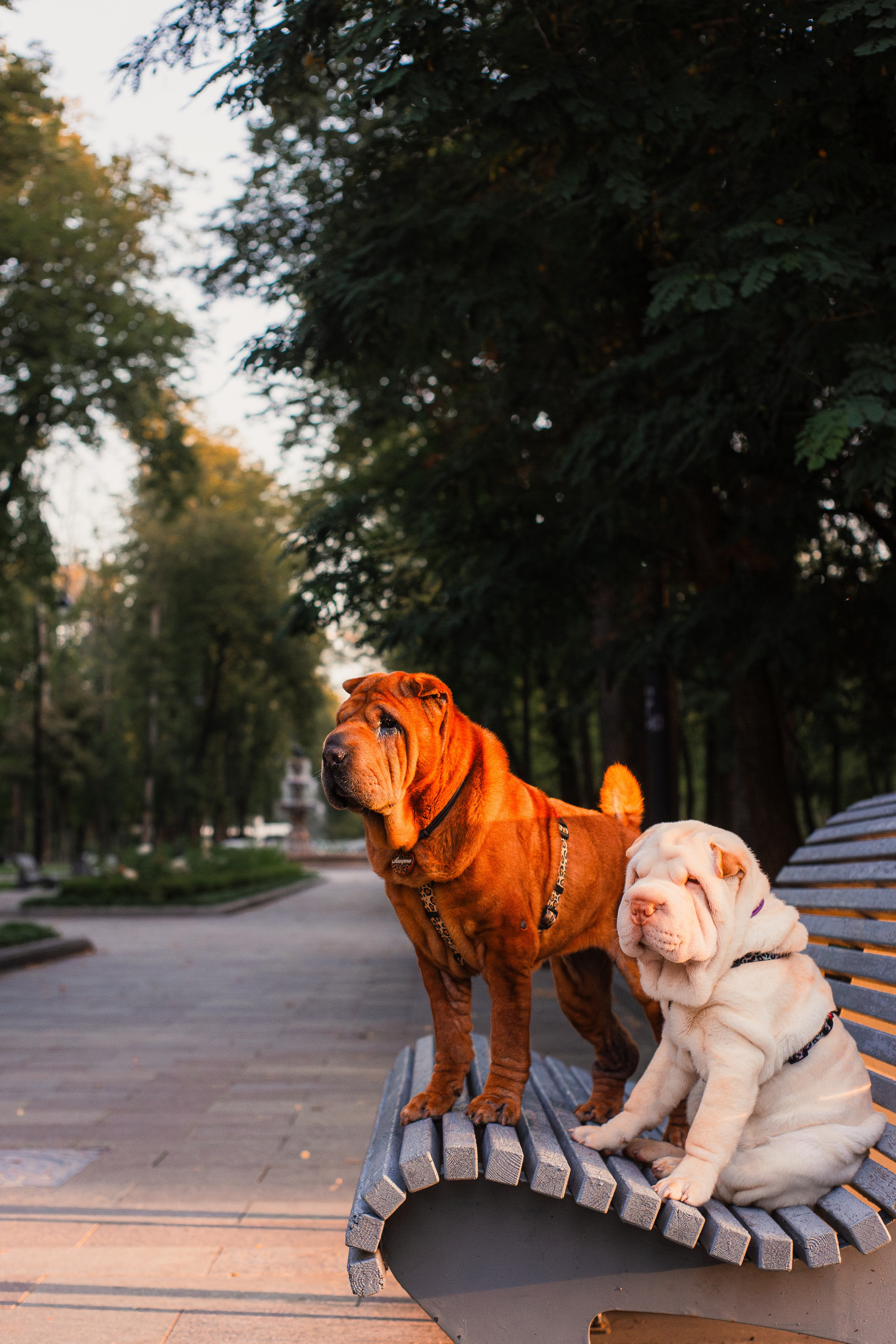 Алёна, Лагерта и Зефир. Фотограф-анималист Мария Баркевич | Москва