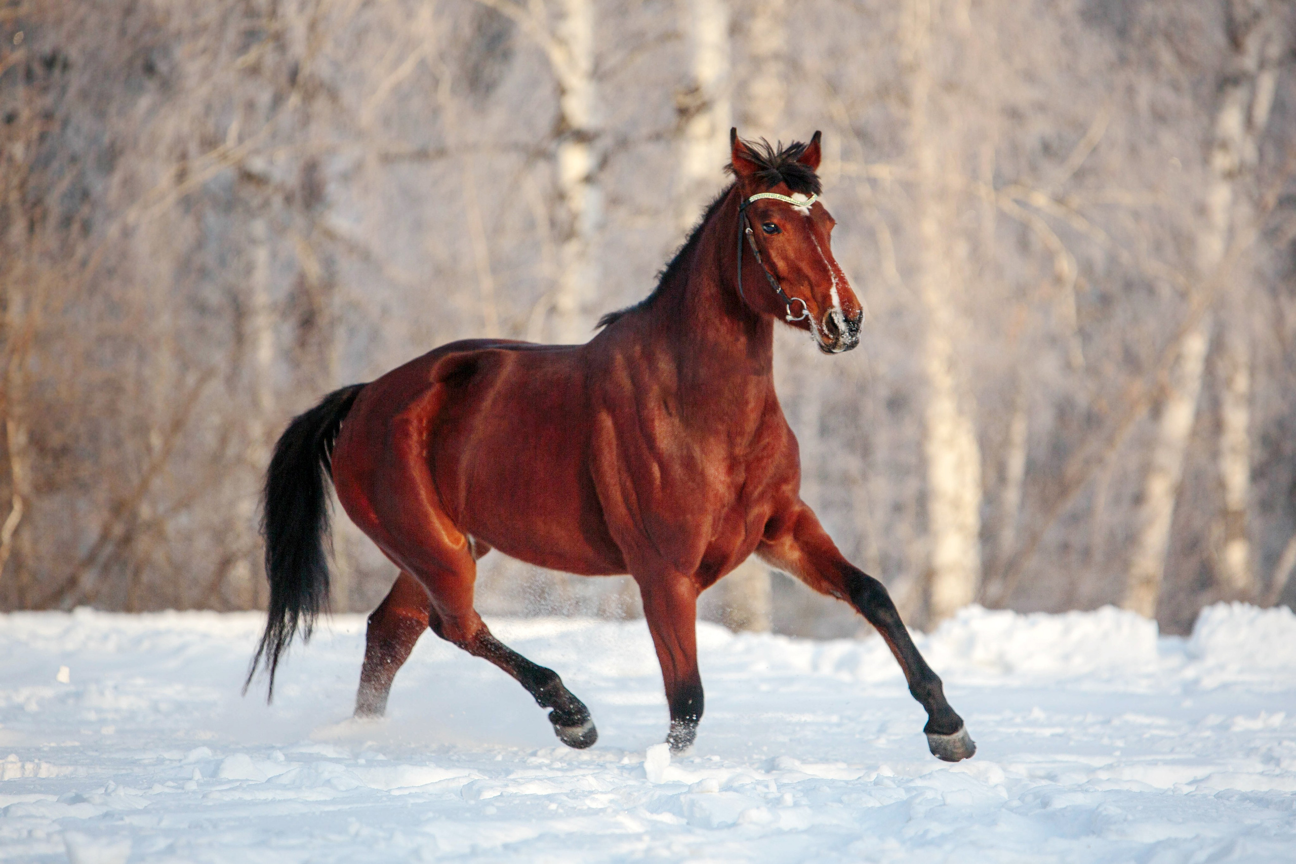 Лошади зимой. Конный фотограф в Красноярске — Любовь Похабова