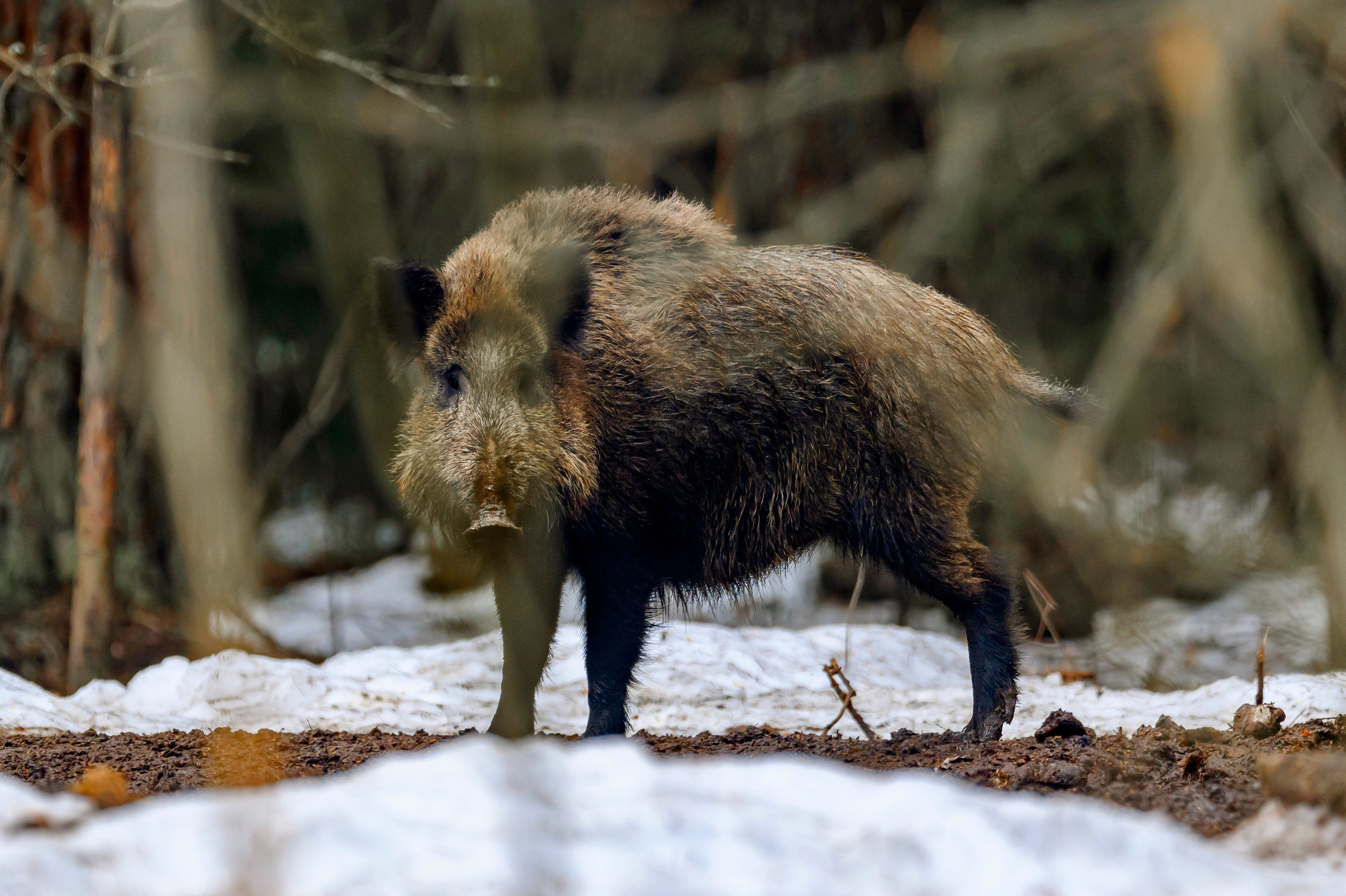 Кабан и бобер. Фотограф Сергей Пупонин