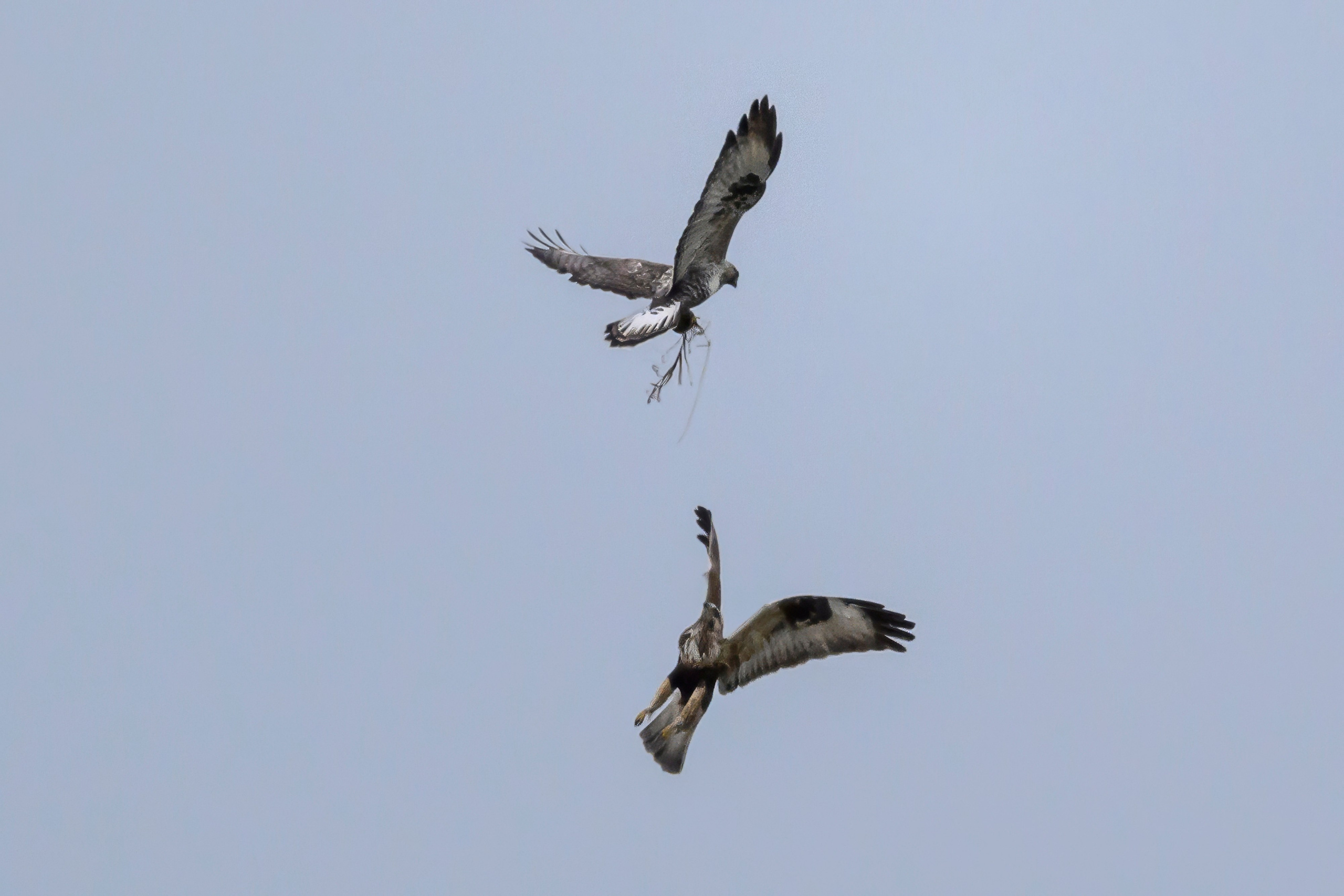 Драка зимняков. Wildlife photography by Sergey Puponin