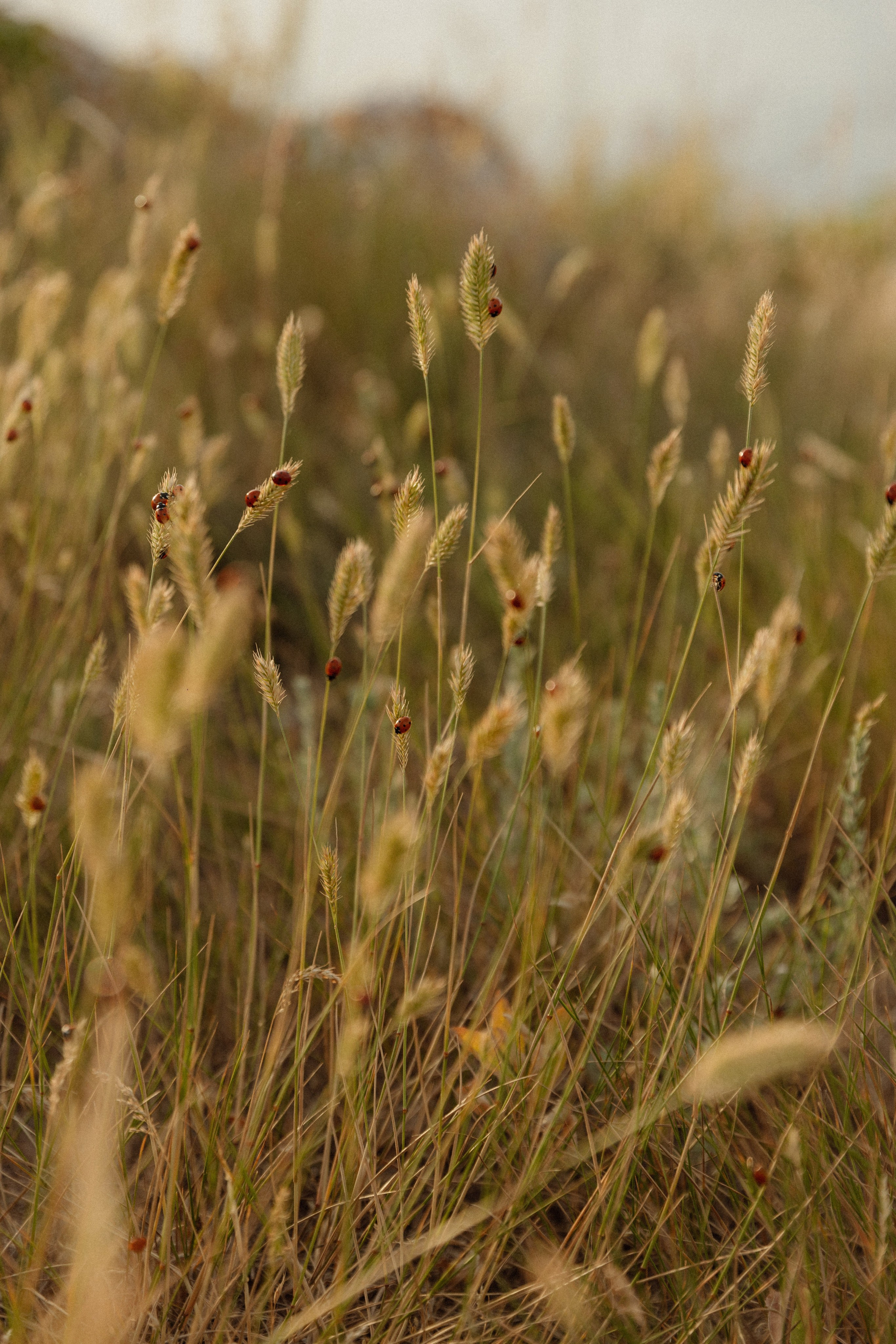 Генеральские пляжи. Свадебный и репортажный фотограф Новороссийск Краснодар Сочи Крым Данила Данилов