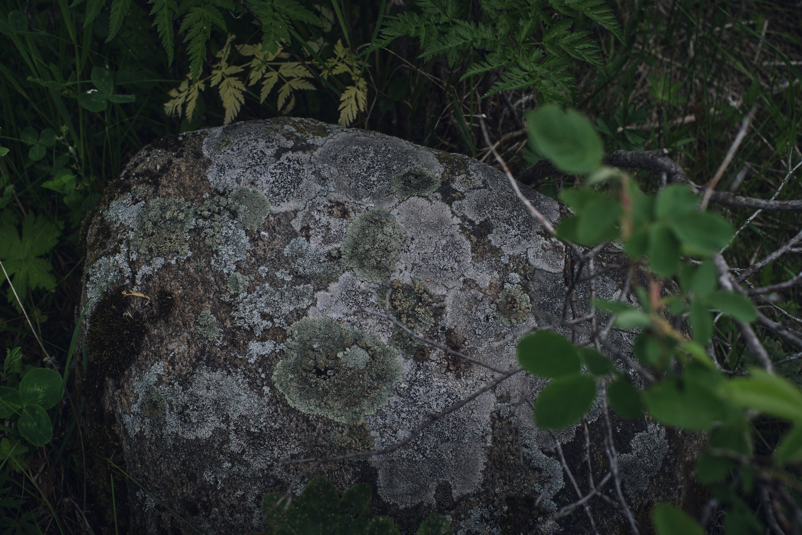 Русский север: путешествие по Карелии, Архангельской и Вологодской областям