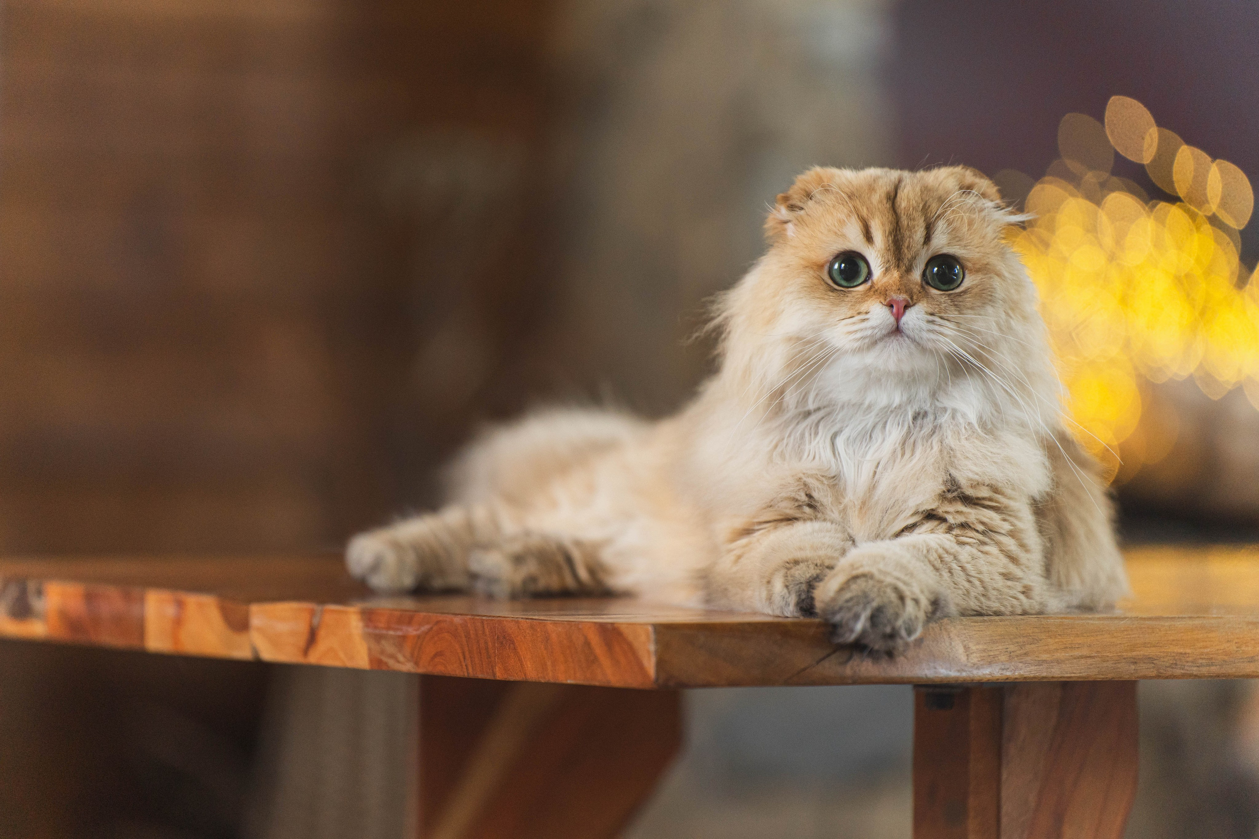 Питомник Шотландских кошек. Фотограф в Москве Ленарская Дарья