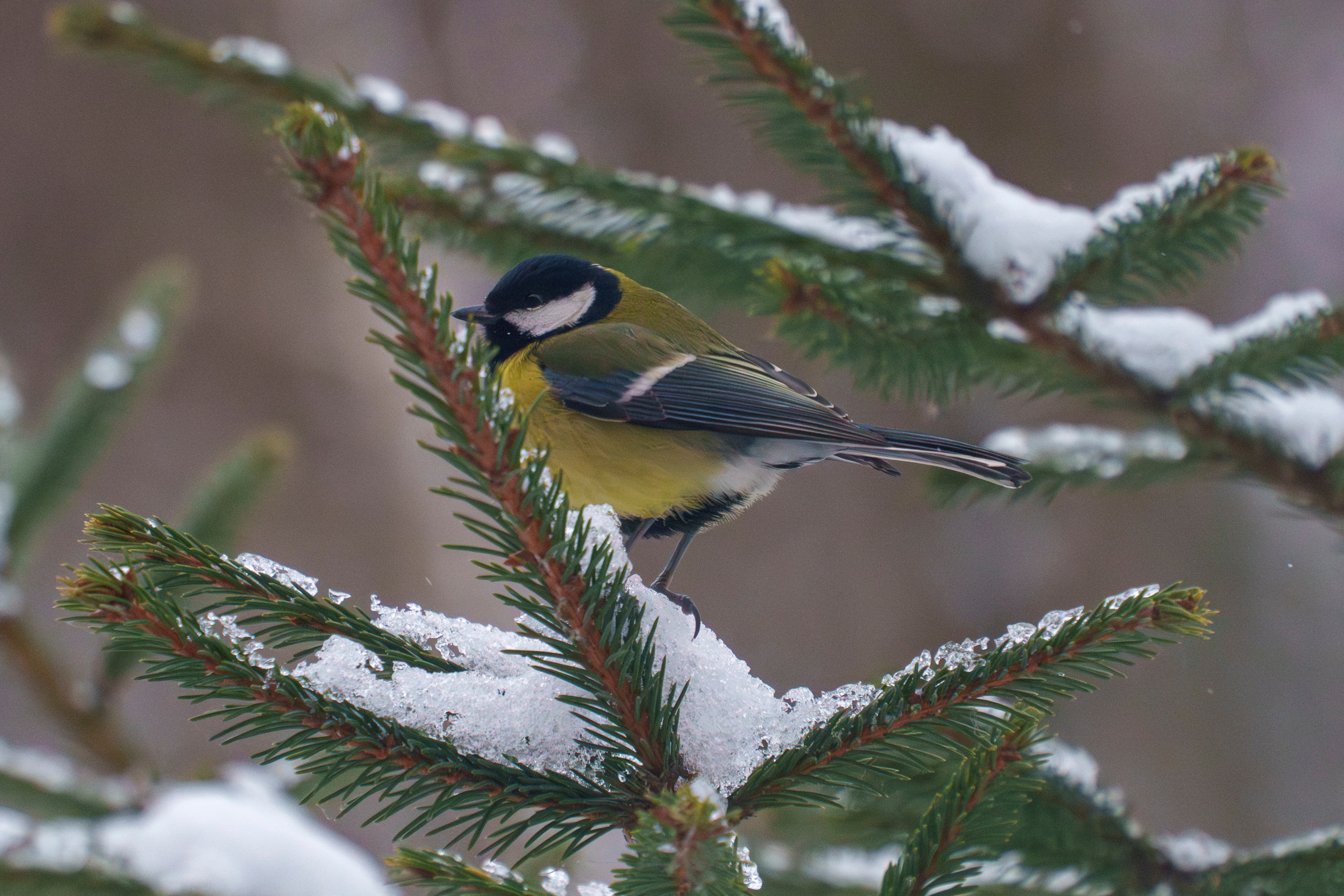 Animals — Животные