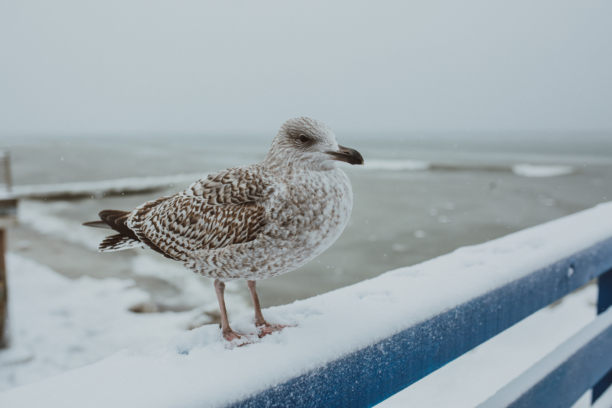 Из Ростова с любовью. Фотограф в Калининграде Дмитрий Мишин