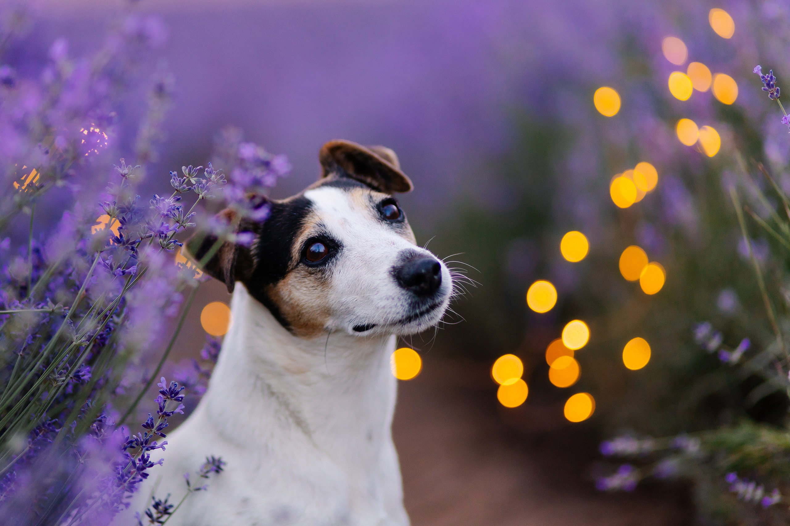 Hundeshooting / Hundefotografie. Семейный фотограф в Мюнхене Даша Антипина