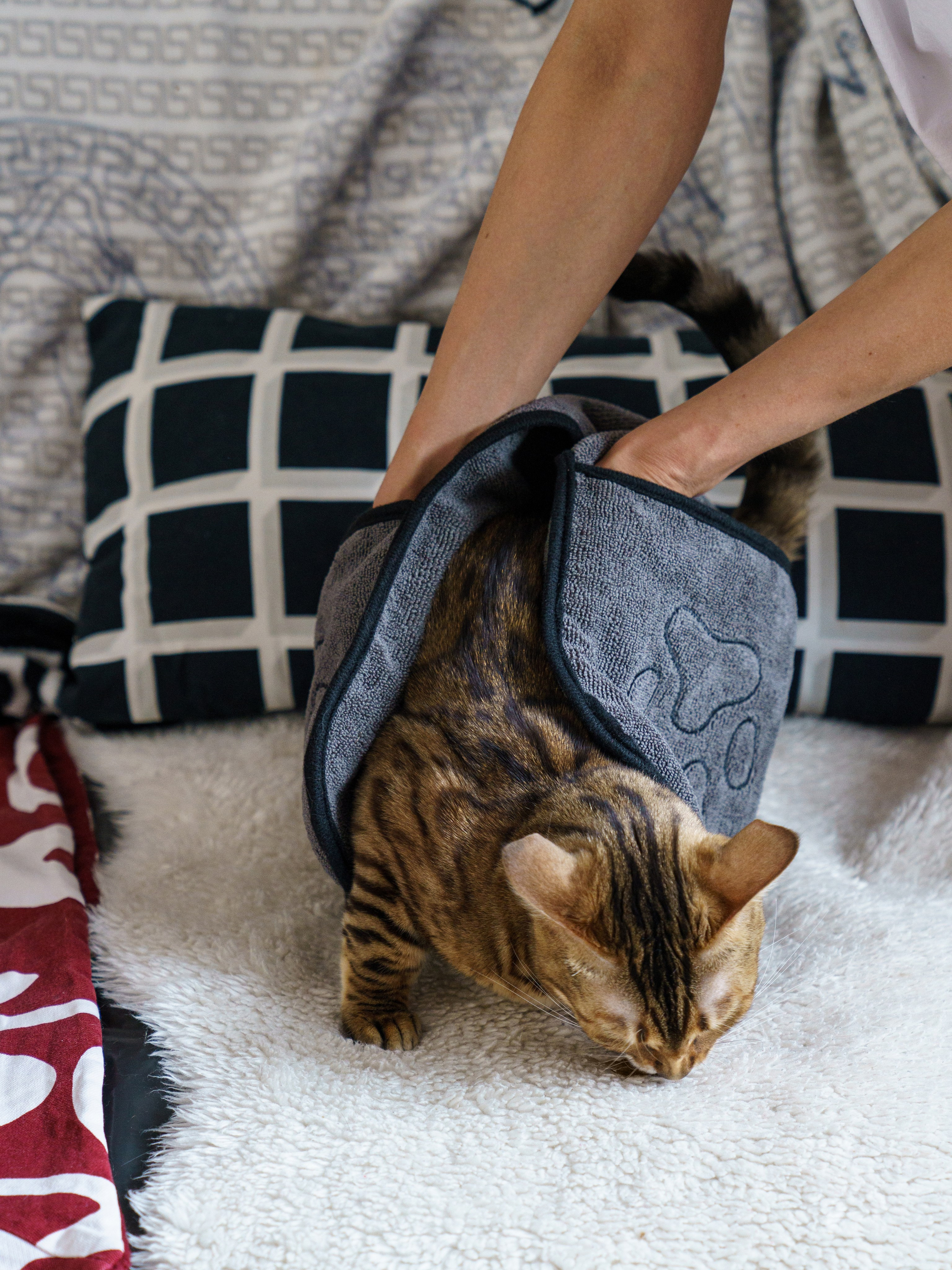 Съемки с животными. КЕД Студия-контент агентство полного цикла СПБ. Создаём фото, видео и контент, который помогает брендам и селлерам продавать больше