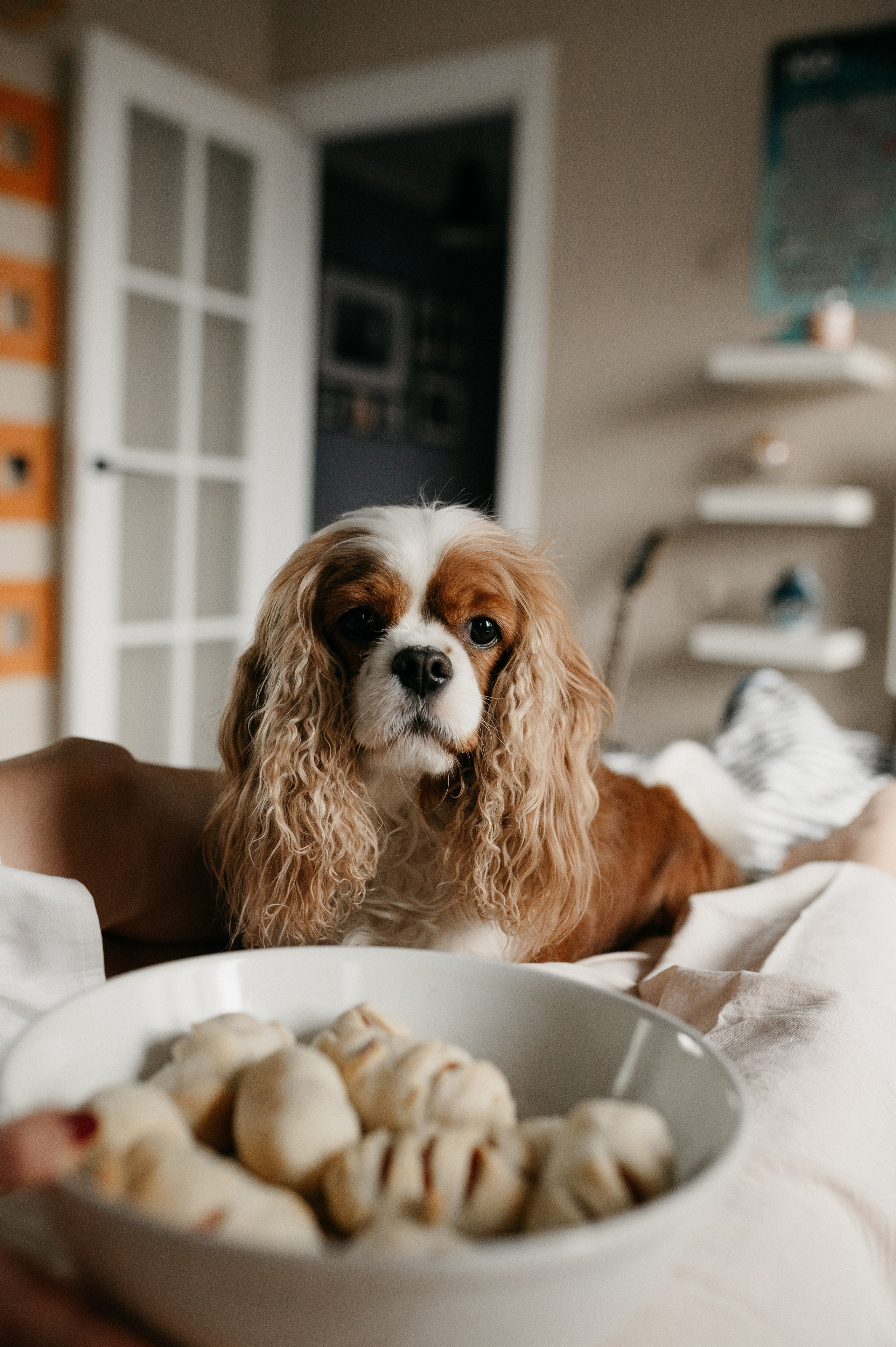 Даша, Диана, Дебби и маленькая крыска. Фотограф анималист в Москве Ольга Агушева