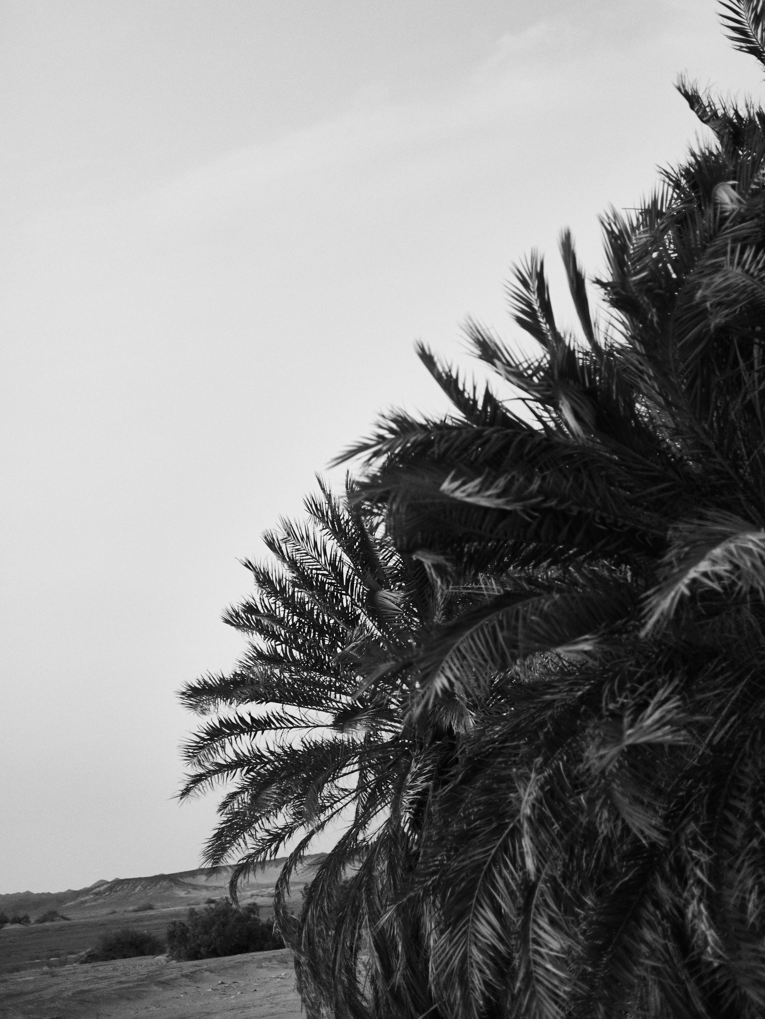 B&W. Jorgis — фотограф в Хургаде / обучение фотографии