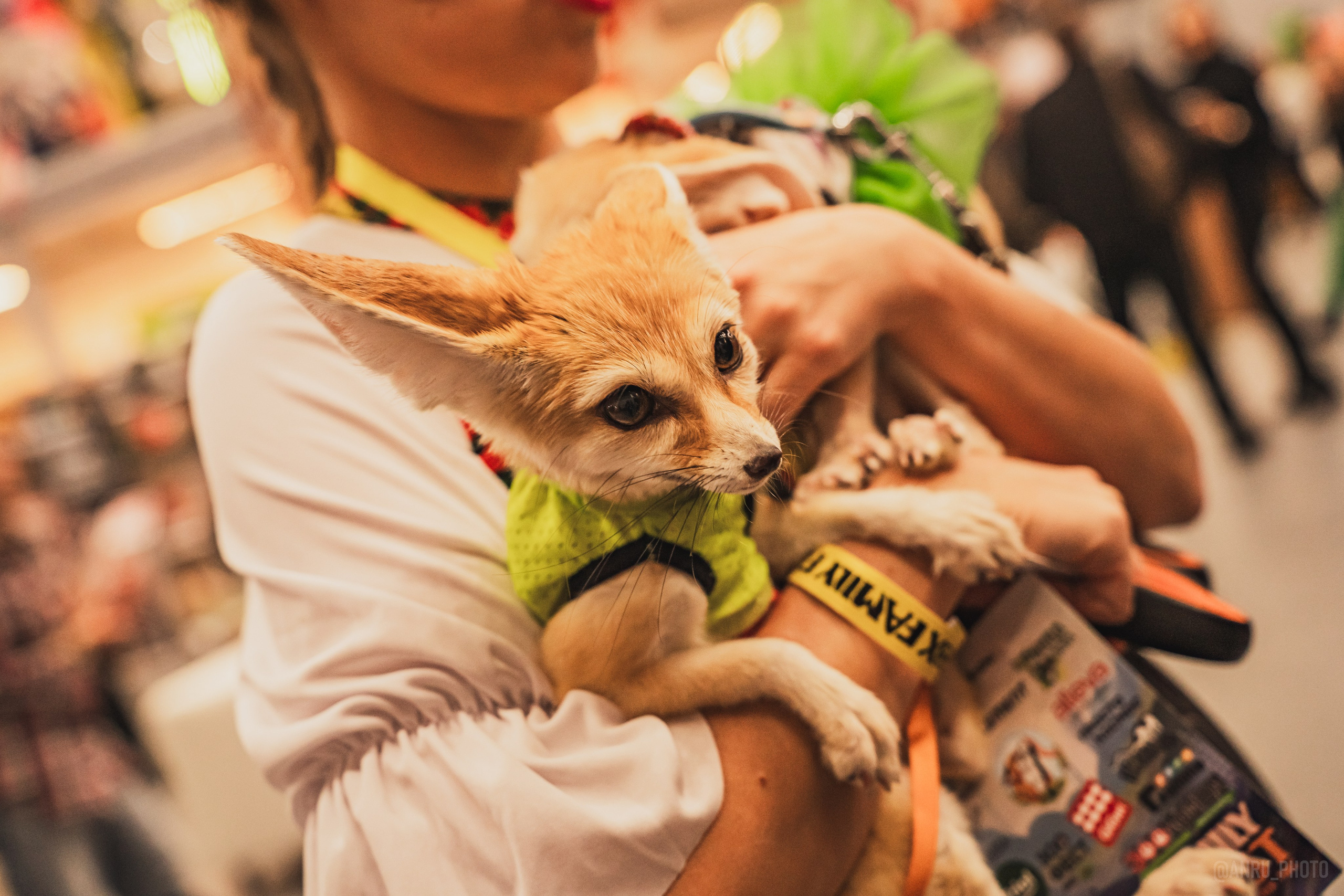 Fox Family fest. Репортажный фотограф Анастасия Рубцова