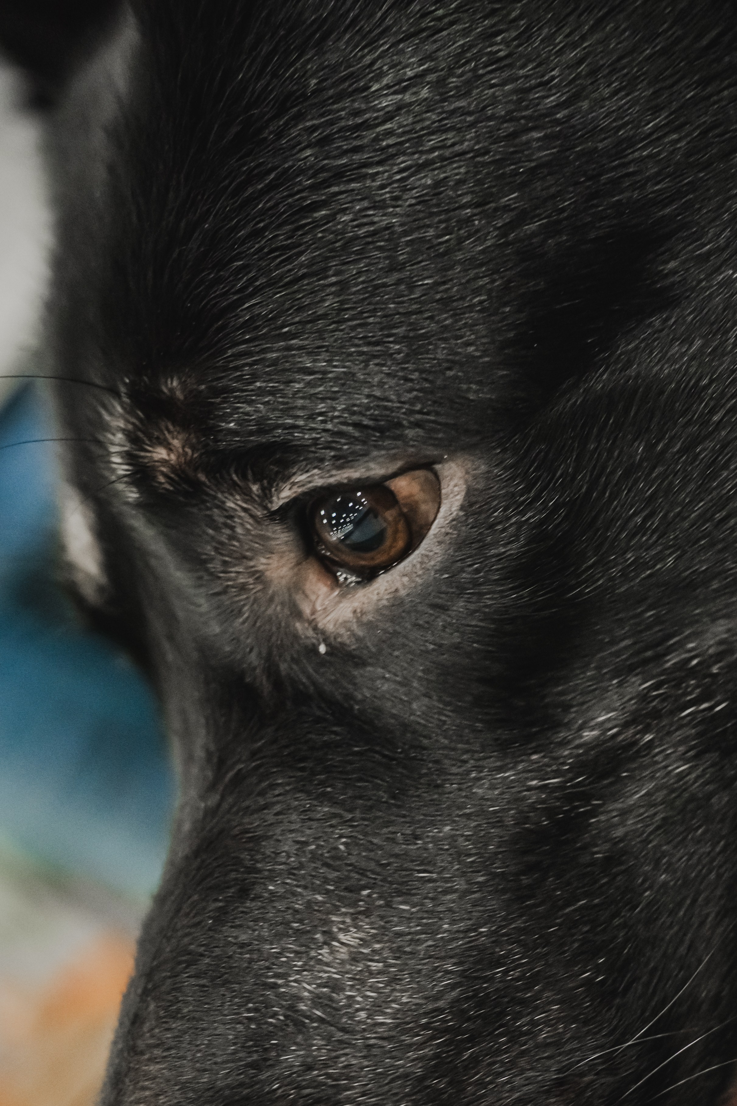 Международная выставка собак всех пород. Репортажный фотограф Анастасия Рубцова