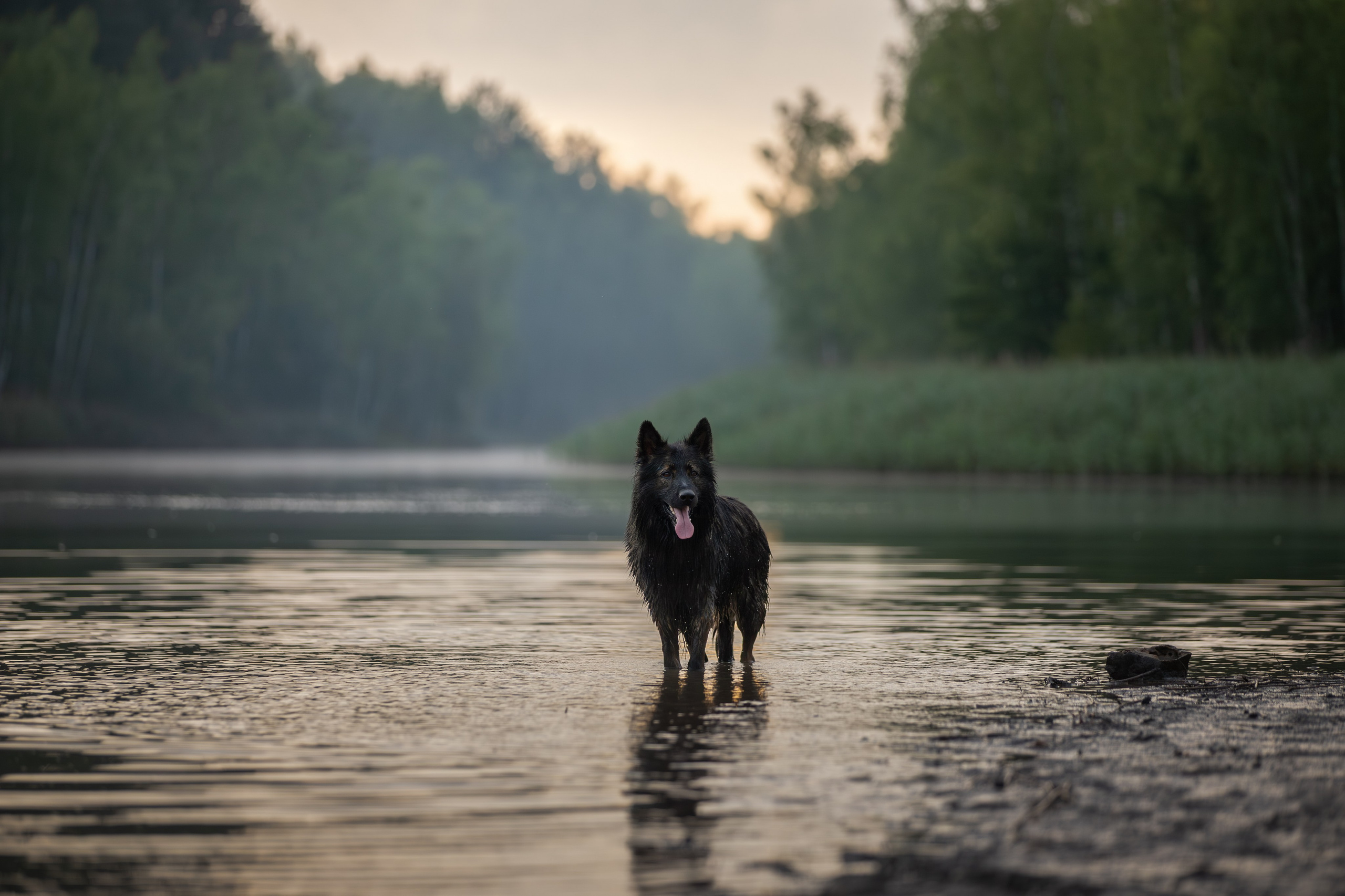 На природе и в городе. Фотограф-анималист в Калуге Мария Шерскова