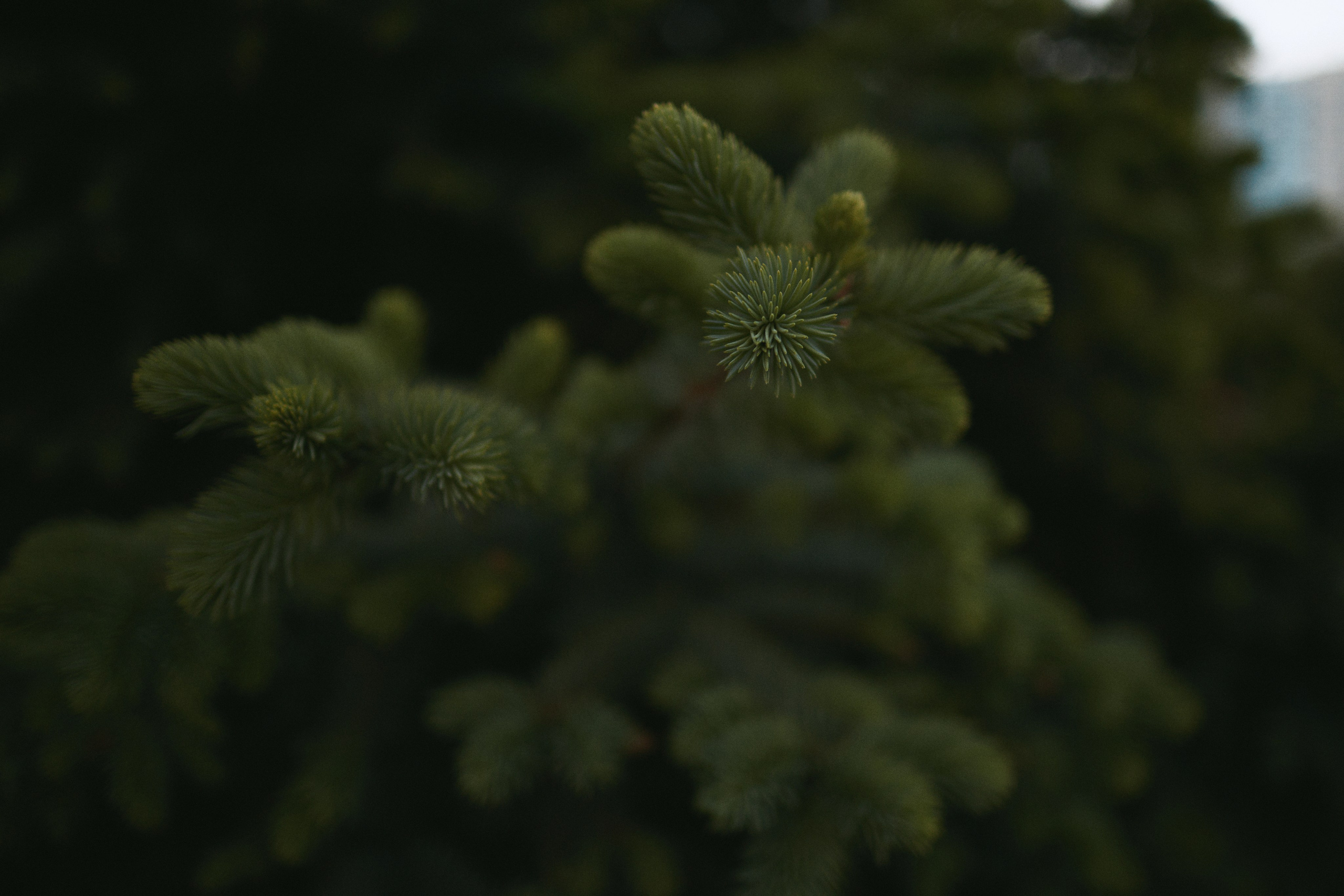 Индивидуальная фотосессия. Фотограф и видеограф в Кургане Леонид Корнильев