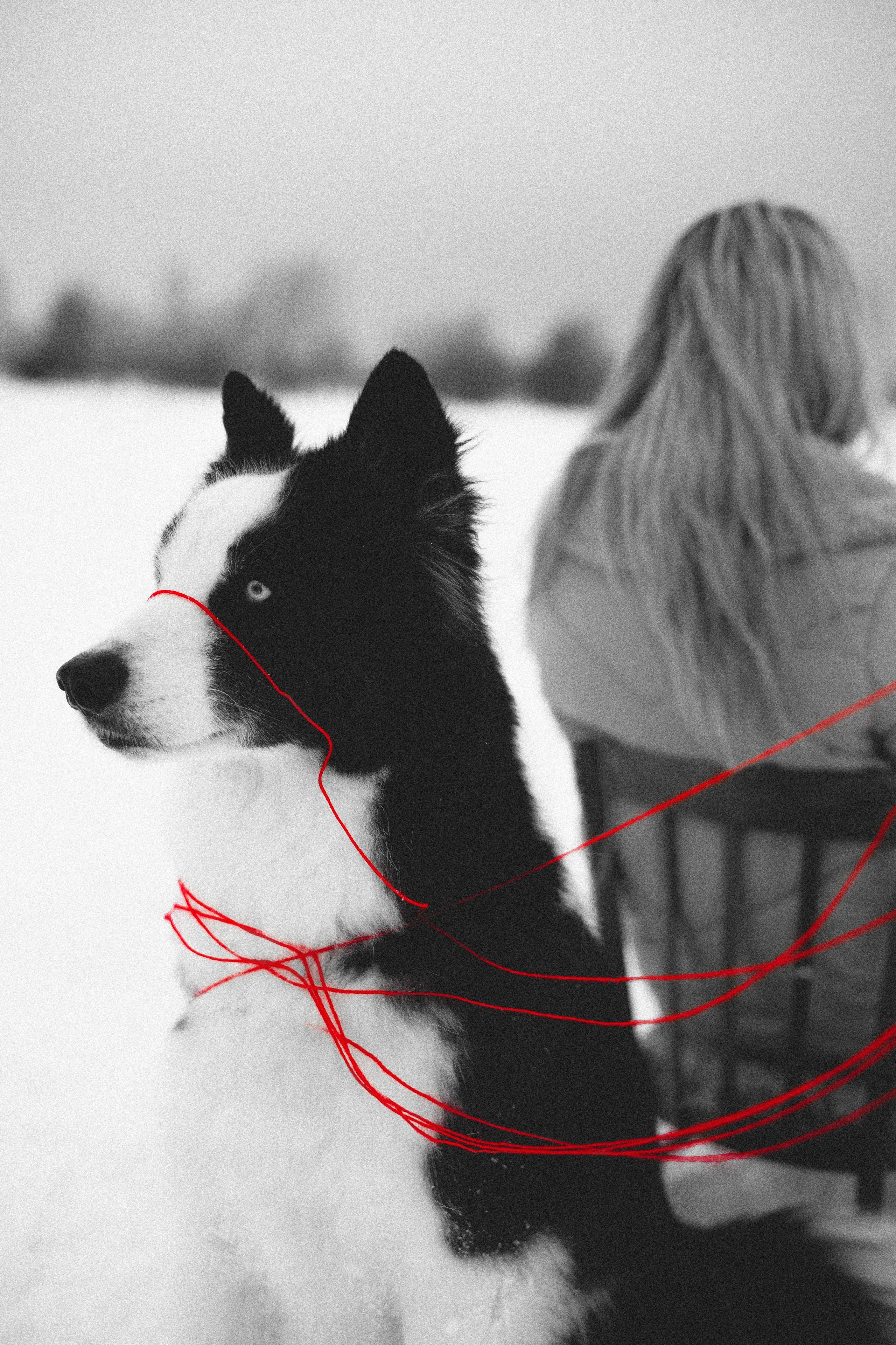 Анна и Тео. Фотограф-анималист Богданова Полина