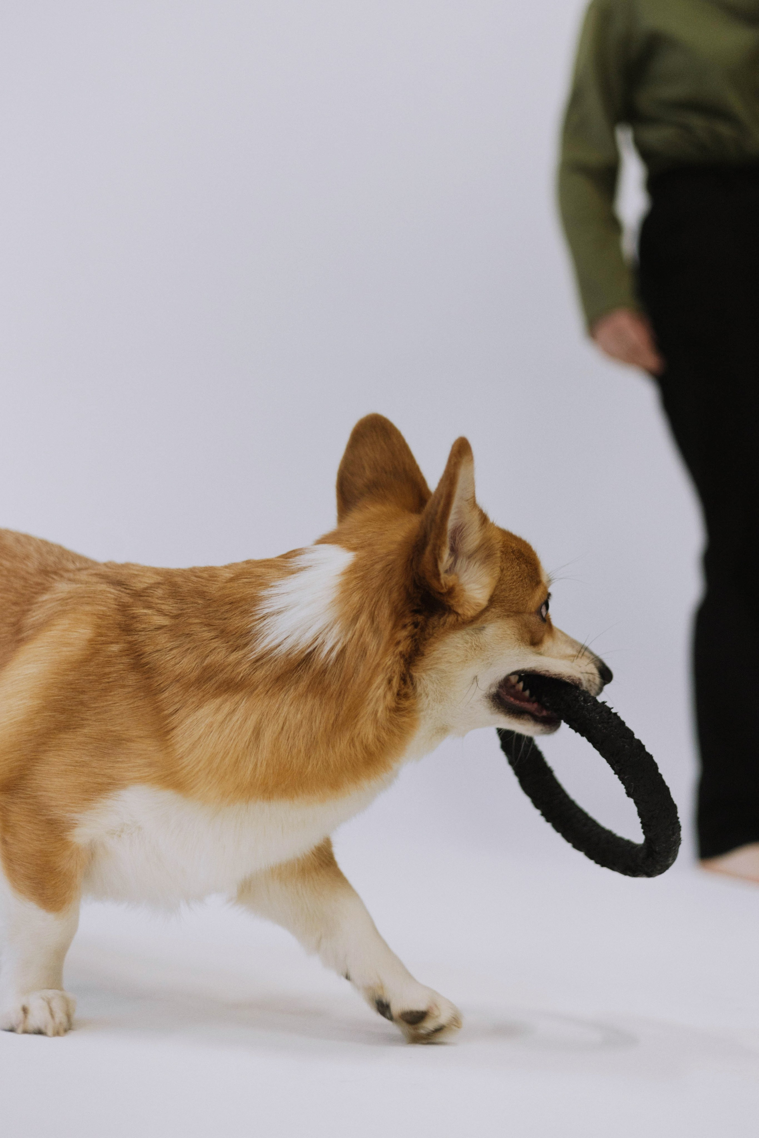 Настя и Мия. Фотограф-анималист Богданова Полина